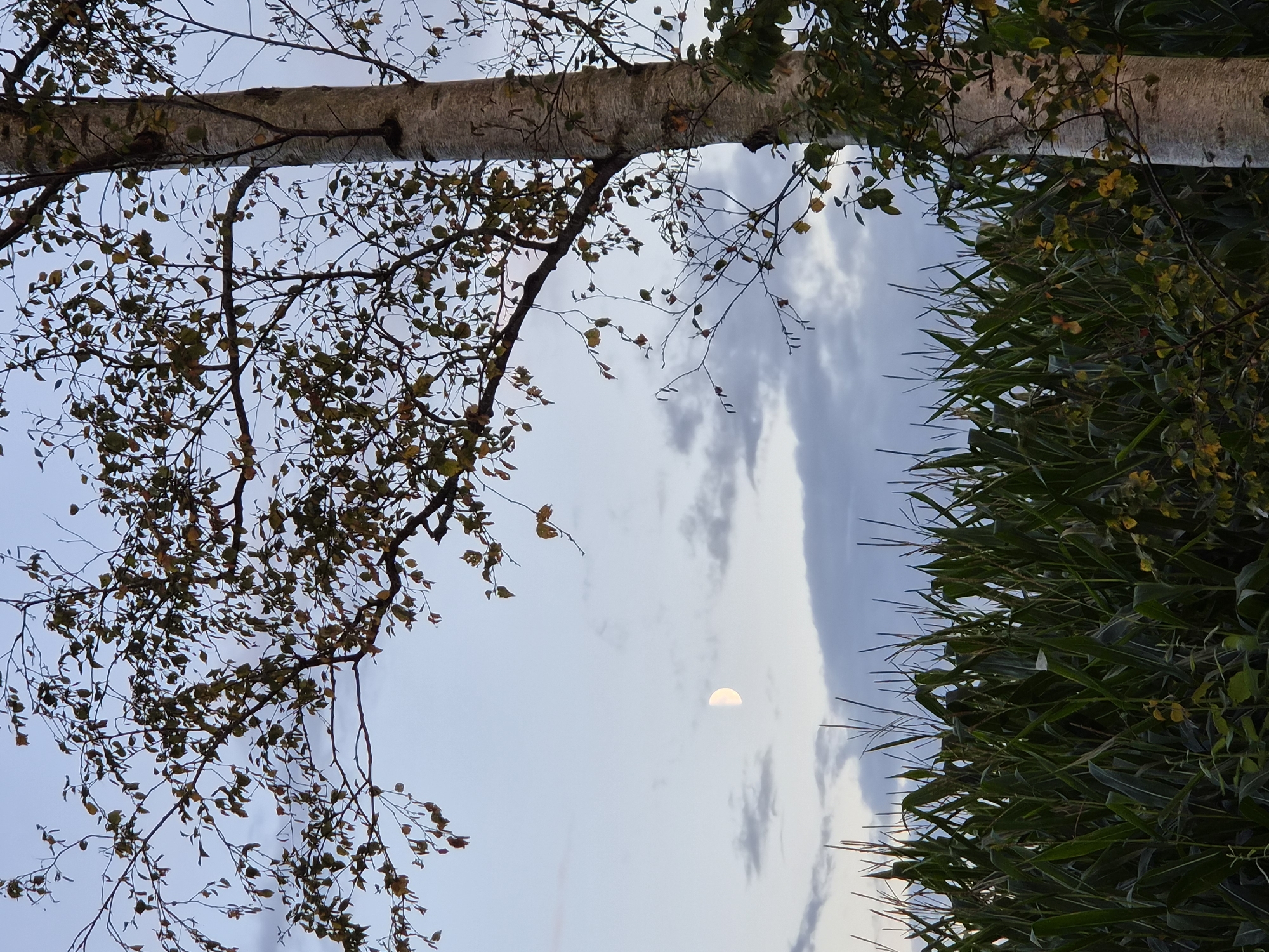 The image depicts an outdoor scene with a cornfield in the foreground. Behind the cornfield, a birch tree stands tall, with its branches reaching upwards and towards the right side of the frame. The sky above is a gradient of pale blue and grey, with some clouds present. A crescent moon is visible in the upper left quadrant of the sky. The scene appears to be set at dusk or early evening. There are no people or animals visible in the image. The location is specified as Schiffdorf, Germany.