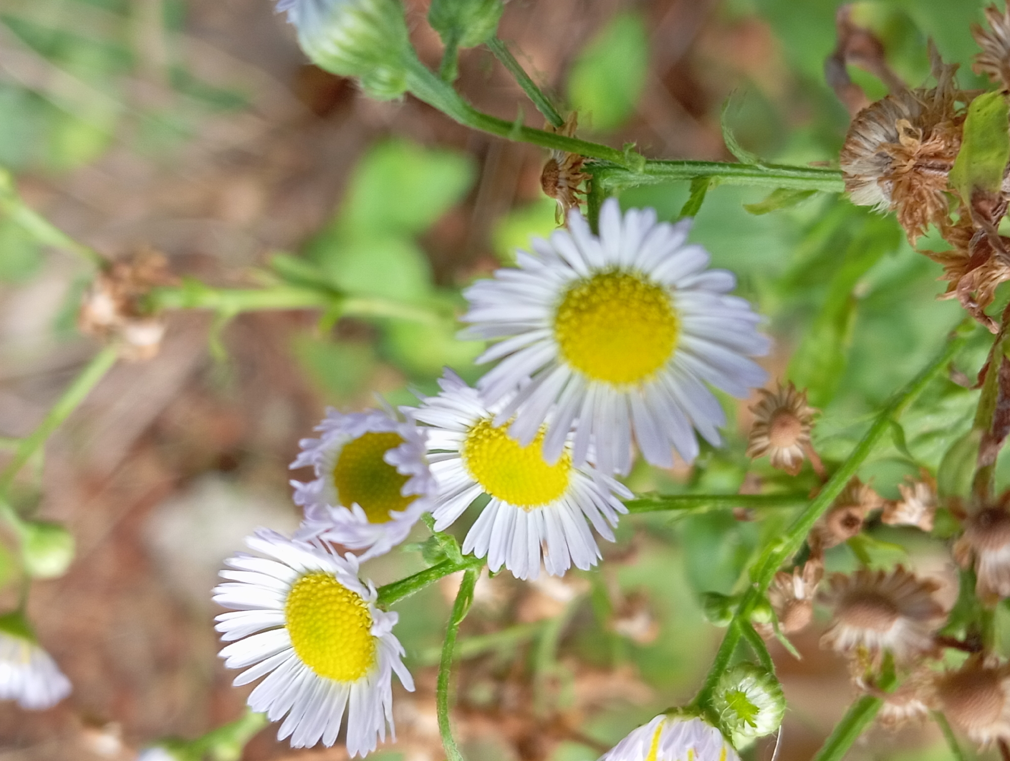 This is a close-up, vertical-oriented, slightly out-of-focus photograph of a patch of daisies with a small insect. The daisies have white ray florets and yellow disc florets. Several of the flowers are in full bloom, while others appear to be buds or spent blooms. The background is blurred, with hints of green foliage and brown, dry vegetation. A single small, brown insect with visible legs is perched on a green stem to the right of the center of the image. The lighting suggests it is daytime, possibly late morning or afternoon. There are no discernible landmarks or features to pinpoint the location within Nitra, Slovakia, but the flora suggests an outdoor, possibly natural or semi-natural setting such as a park, garden, or meadow.