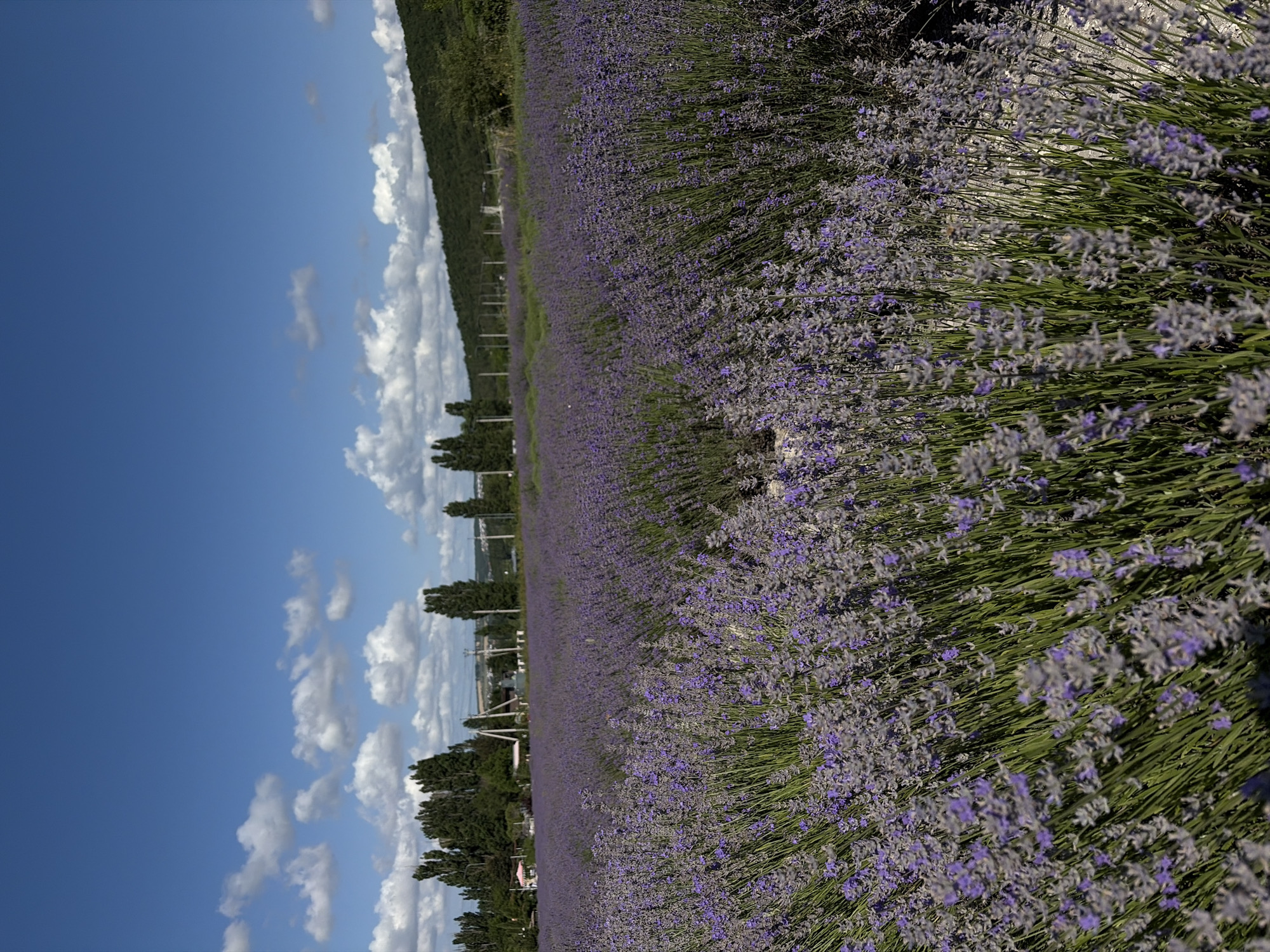 The image depicts a vast field of blooming lavender under a bright blue sky dotted with white clouds. The lavender plants are dense and stretch as far as the eye can see, with the purple blooms creating a vibrant carpet. In the background, a line of tall trees stands against a gently sloping, green hillside. A few scattered buildings and power lines are visible amongst the trees, suggesting a rural or semi-rural setting. The foreground is dominated by the textured, close-up view of the lavender stalks and flowers, some of which are out of focus, creating a sense of depth. The overall scene is one of natural beauty and tranquility. This location is identified as being in the city of Gladkovskaya, Russia, known for its lavender fields. There are no people or animals visible in the image.