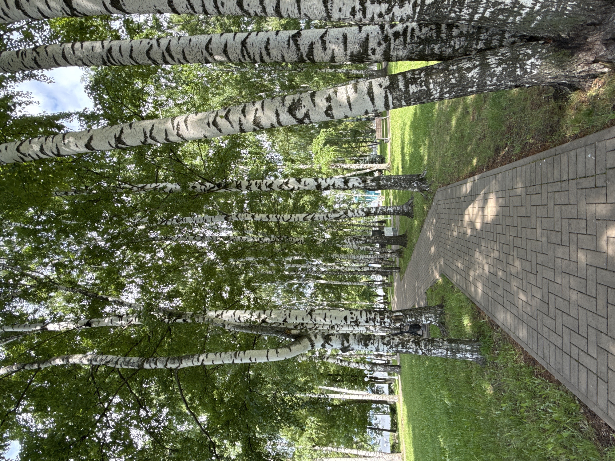 The image presents a picturesque park scene, featuring a long, paved pathway flanked by numerous birch trees under bright daylight. The trees are the dominant subject, characterized by their striking white bark with distinct black horizontal markings, and dense green foliage that forms a canopy overhead.
The pathway is constructed from light grey interlocking pavers, laid in a herringbone pattern, and recedes into the distance, suggesting an inviting promenade. On both sides of the path, lush green grass covers the ground, with areas of shadow cast by the trees indicating a sunny day. The sunlight filters through the leaves, creating dappled patterns of light and shade on the path and grass.
The perspective is slightly upward, revealing glimpses of a clear or partly cloudy sky through the gaps in the tree canopy. No people or explicit activities are visible, but the setting implies a peaceful environment ideal for a leisurely walk or relaxation. Faintly visible in the background, among the trees, are hints of park benches, reinforcing the park setting.
The overall atmosphere is serene and natural, showcasing the characteristic beauty of a birch grove. There is no visible text in the image. Given the location context, this scene is likely from a park or natural area in Votkinsk, Russia.