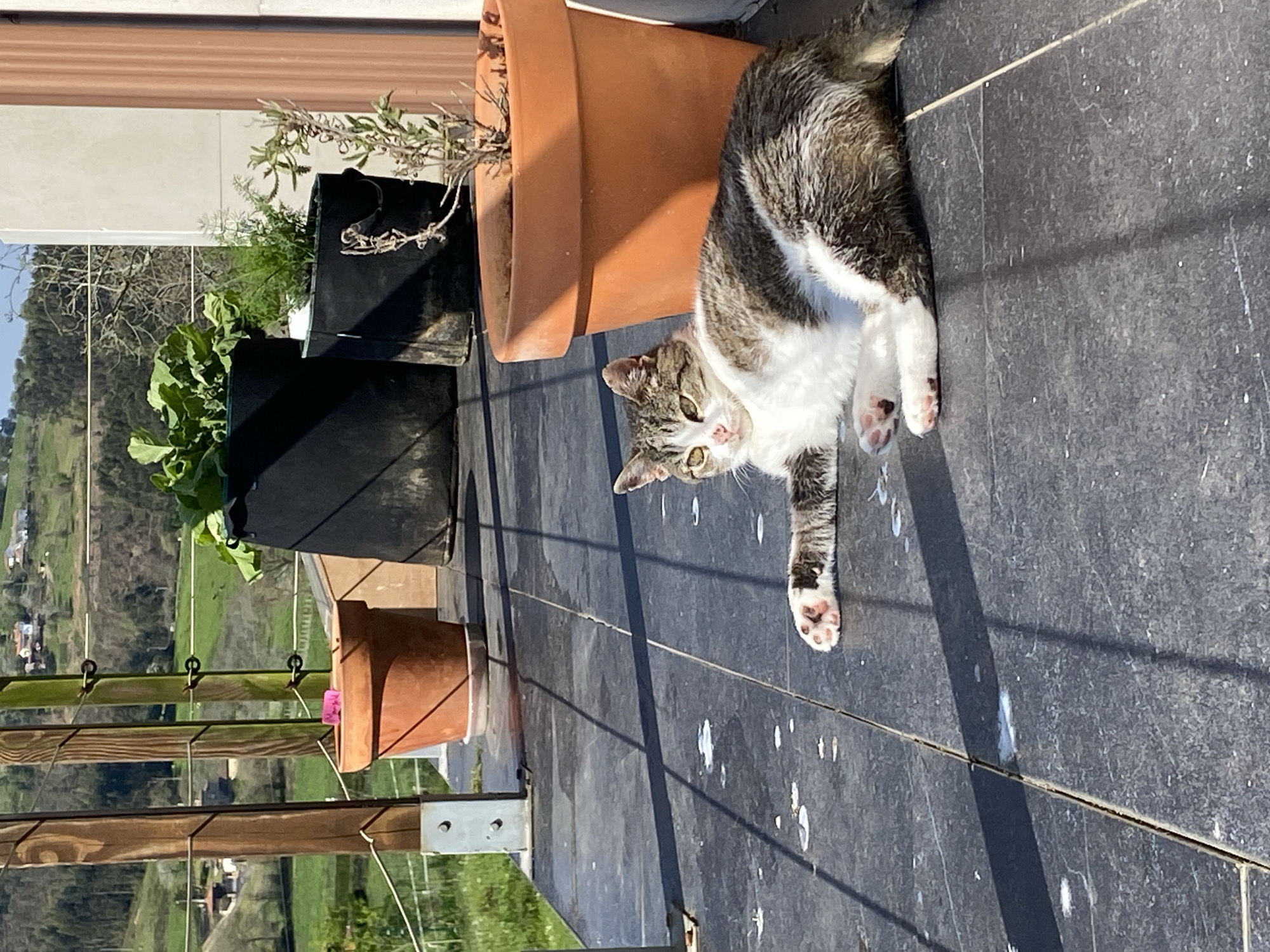 On a sunny day in Villaviciosa, Spain, a cat lies on a black-tiled surface of a balcony. The cat is predominantly white with gray tabby markings. It has a white chest and paws with pink pads. The cat's body stretches diagonally across the frame, head oriented towards the lower left corner. It gazes directly at the viewer with its light-colored eyes.
Several potted plants surround the cat. A large terracotta pot filled with dried plants sits next to the cat. To the left are two black fabric pots, one containing leafy green vegetables and another containing what appears to be dill and other greenery. In the background, through the railing of the balcony, a green landscape with houses is visible, suggesting a rural or suburban setting on a hillside. The wooden balcony railing is visible in the lower left corner of the image, supported by metal brackets.