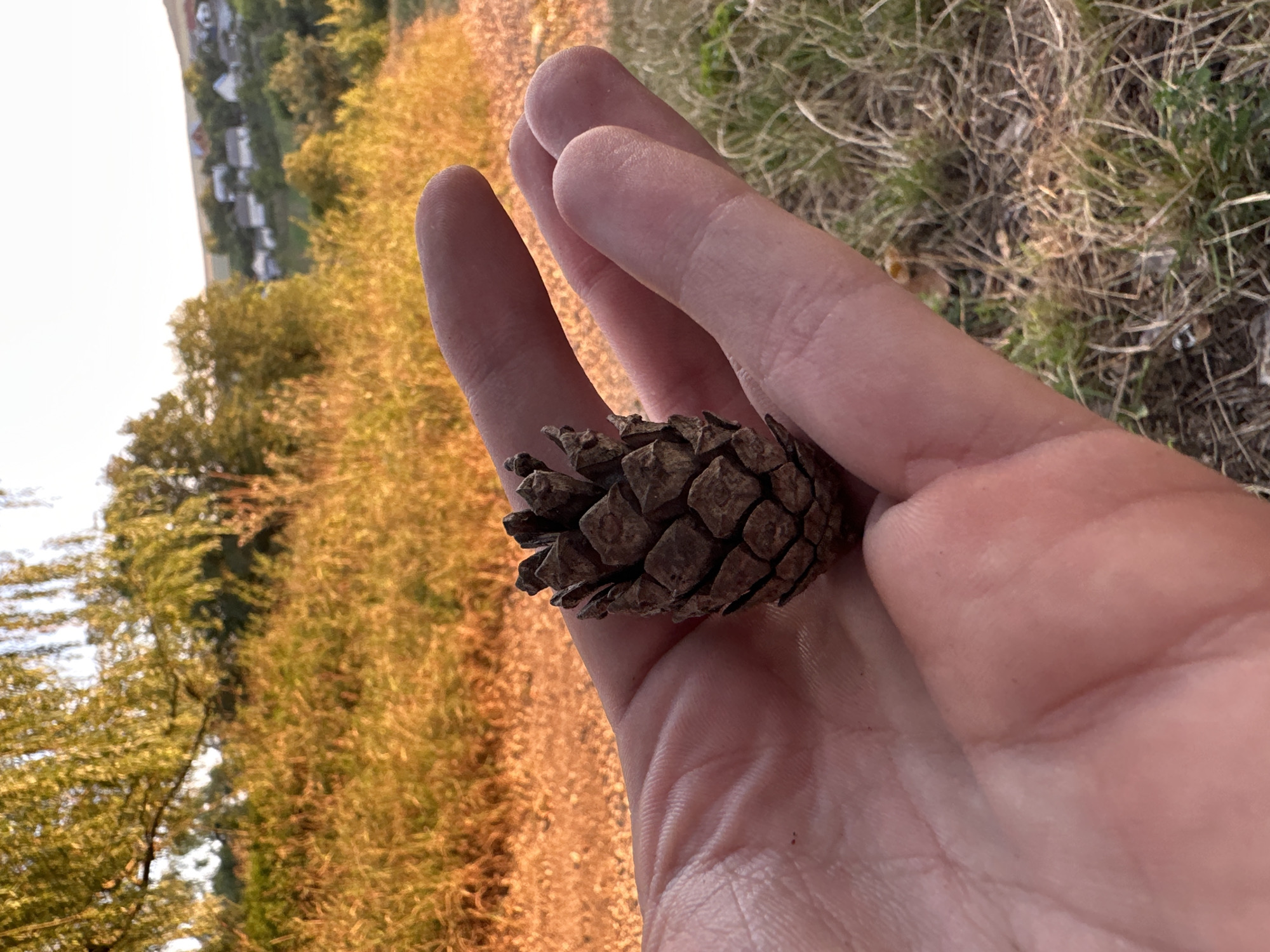A hand holds a small, dark brown pine cone in the foreground. The hand is open with fingers slightly curled. The background is blurred, showing a landscape with dry, golden grass, trees, and houses on a hill in the distance. The scene appears to be outdoors, possibly in a rural or semi-rural area. The location is Makiv, Ukraine.