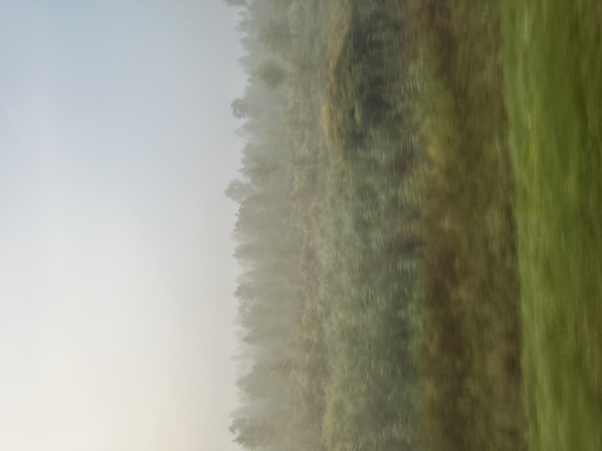 The image captures a blurry, hazy landscape, possibly taken from a moving vehicle. In the foreground, a strip of green grass is visible, also blurred by motion. Behind this, there's a band of darker, desaturated green and brown foliage, suggesting bushes or low-lying vegetation, also showing motion blur. Further back, a dense line of trees forms a treeline, their forms softened by a light fog or haze. The sky above is a pale, washed-out white with hints of light blue, indicating an overcast or very early morning condition. There are no people or specific identifiable objects within the scene. The overall impression is one of a rural or natural landscape shrouded in mist, with a sense of movement implied by the blurring. The location is identified as Podborov'e-1, Russia.