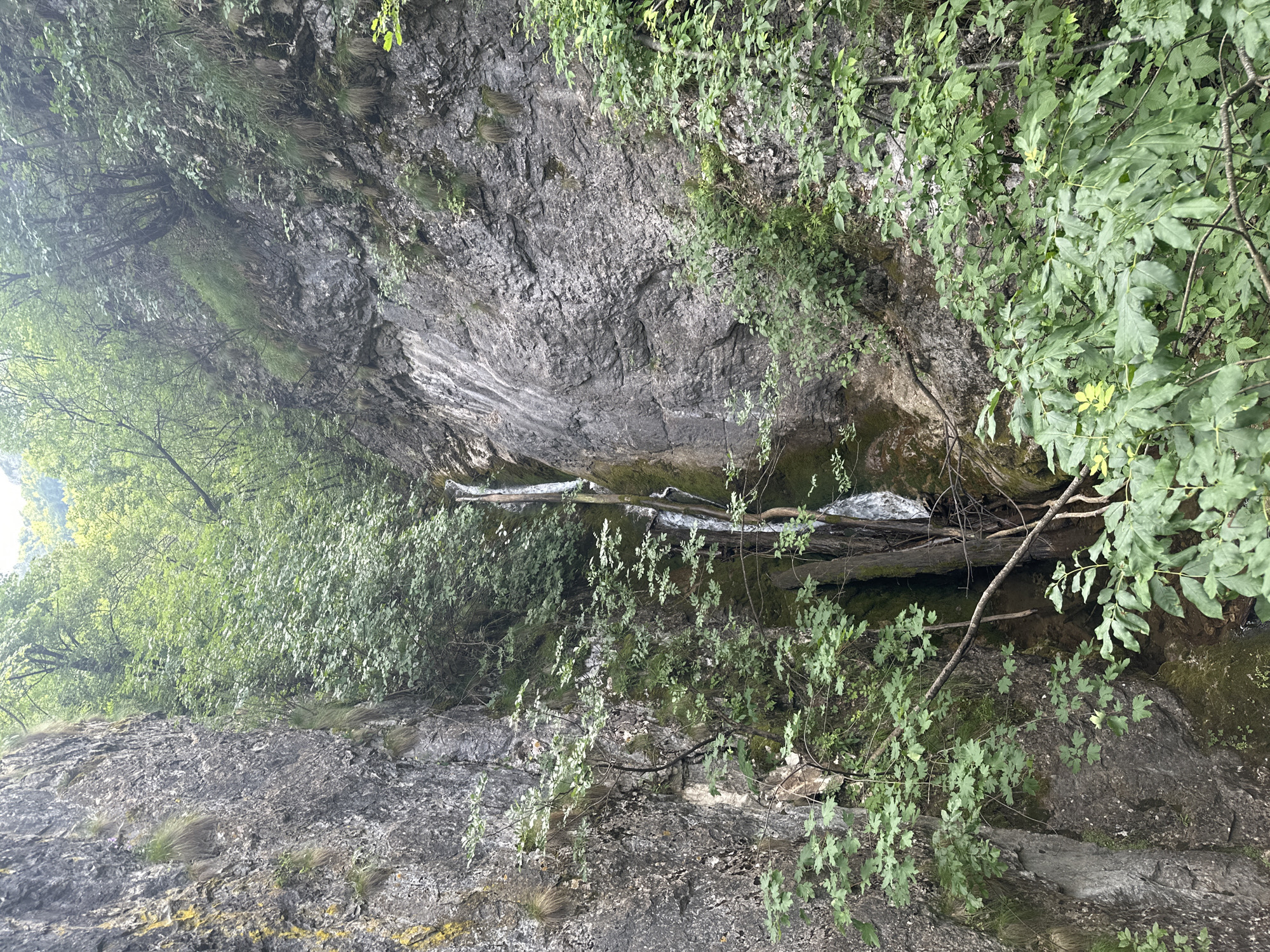 The image depicts a natural scene within a rocky gorge, likely in Vratsa, Bulgaria, given the provided location context. The primary subjects are the steep, grey rock formations that form the sides of the gorge, overgrown with lush green vegetation. Trees and various plants with dense foliage cling to the rocky surfaces and spill over the edges, creating a vibrant contrast against the grey stone.
A small stream or waterfall is visible flowing through the bottom of the gorge, appearing shallow and clear. Dead branches and fallen logs are scattered within the stream bed and across the rocks, suggesting a natural, untamed environment. The overall scene evokes a sense of a hidden or secluded natural spot, possibly a hiking trail or a less frequented area.
The lighting suggests it is daytime, with diffuse light indicating overcast or partly cloudy conditions, as there are no strong shadows. The weather appears to be mild and conducive to outdoor exploration, with abundant greenery indicating sufficient moisture. The image captures a serene and rugged landscape, emphasizing the power of nature in shaping its environment. There is no visible text in the image.