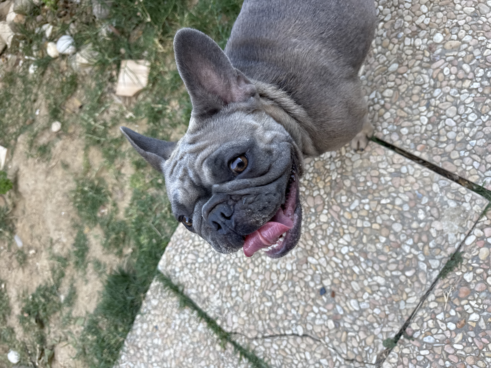 A close-up, high-angle shot features a gray French bulldog with its mouth open, tongue out, and looking up. The dog's face is wrinkled, with dark eyes and bat-like ears. It is standing on a textured patio made of small, light-colored pebbles, with patches of green grass visible in the background. The scene appears to be in a residential outdoor area.