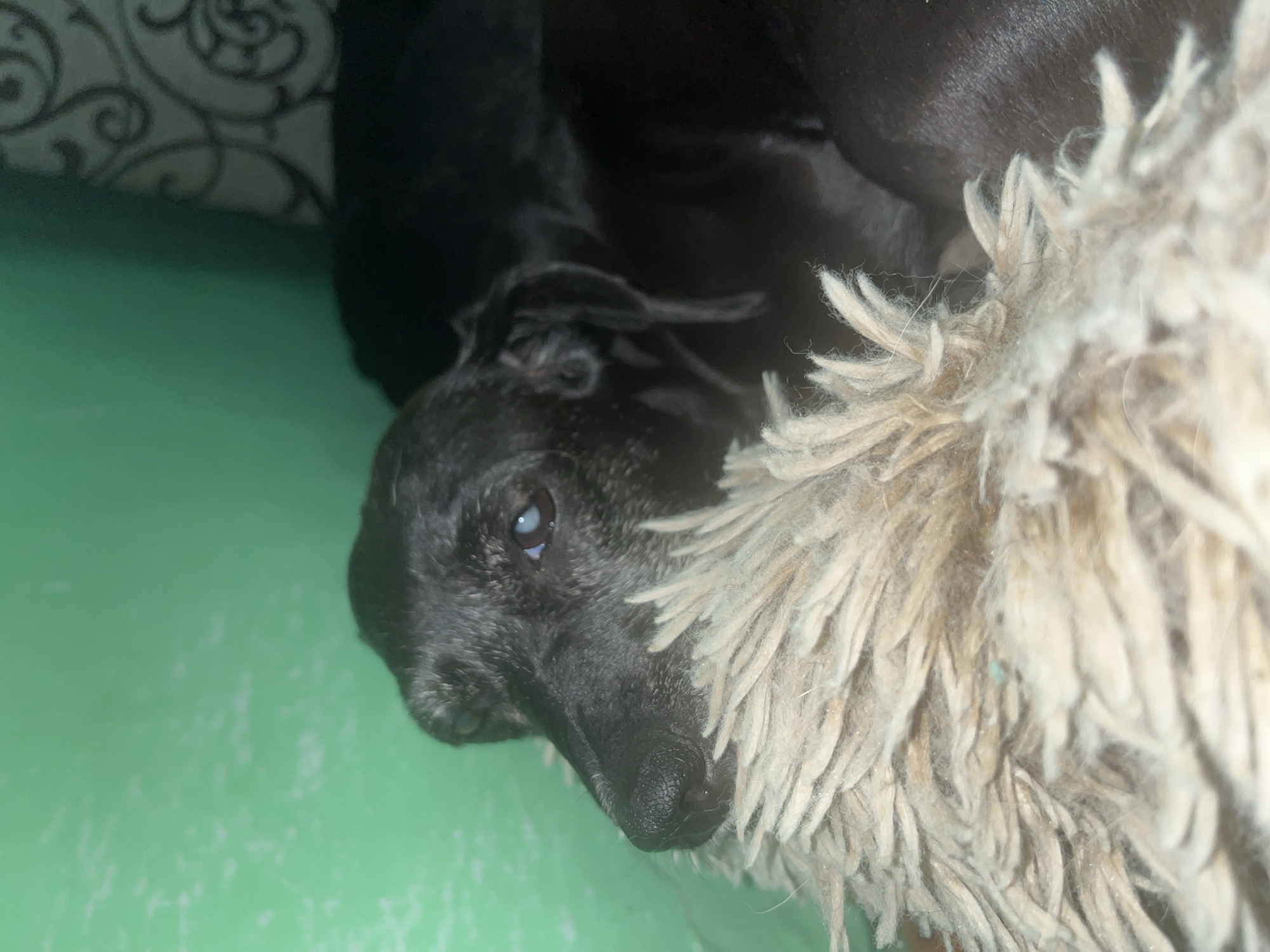 The image shows a close-up of a black dog resting its head on a shaggy, cream-colored blanket or rug. The dog's fur is dark and appears somewhat greyed around the muzzle, suggesting it might be an older dog. One of its eyes is clearly visible, appearing cloudy or possibly showing signs of cataracts. The dog's nose is dark and wet. The background is a vibrant, slightly textured green wall. To the right of the dog and behind it, a patterned wallpaper with swirling grey designs is visible. The lighting is dim, creating shadows and highlighting the texture of the dog's fur and the blanket. There is no indication of the city of Nizhny Tagil, Russia, within the image content.