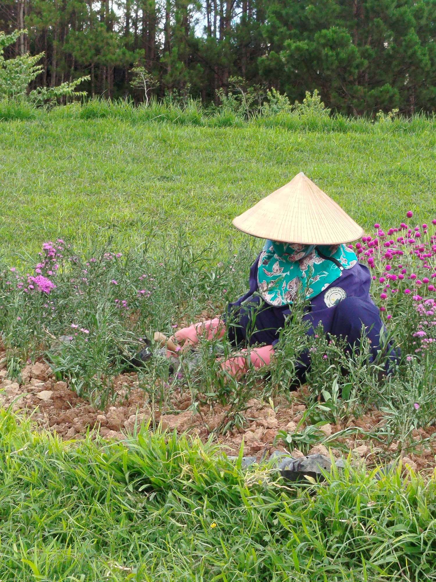 A person wearing a traditional Vietnamese conical hat and a green floral face covering is kneeling in a field of flowers in what appears to be a rural area. The person is wearing dark blue clothing and pink gloves and is working among the plants. The background consists of a grassy field and a dense row of trees. The location is likely in the city of Da Lat, Vietnam. The ground is brown, suggesting it is tilled soil.