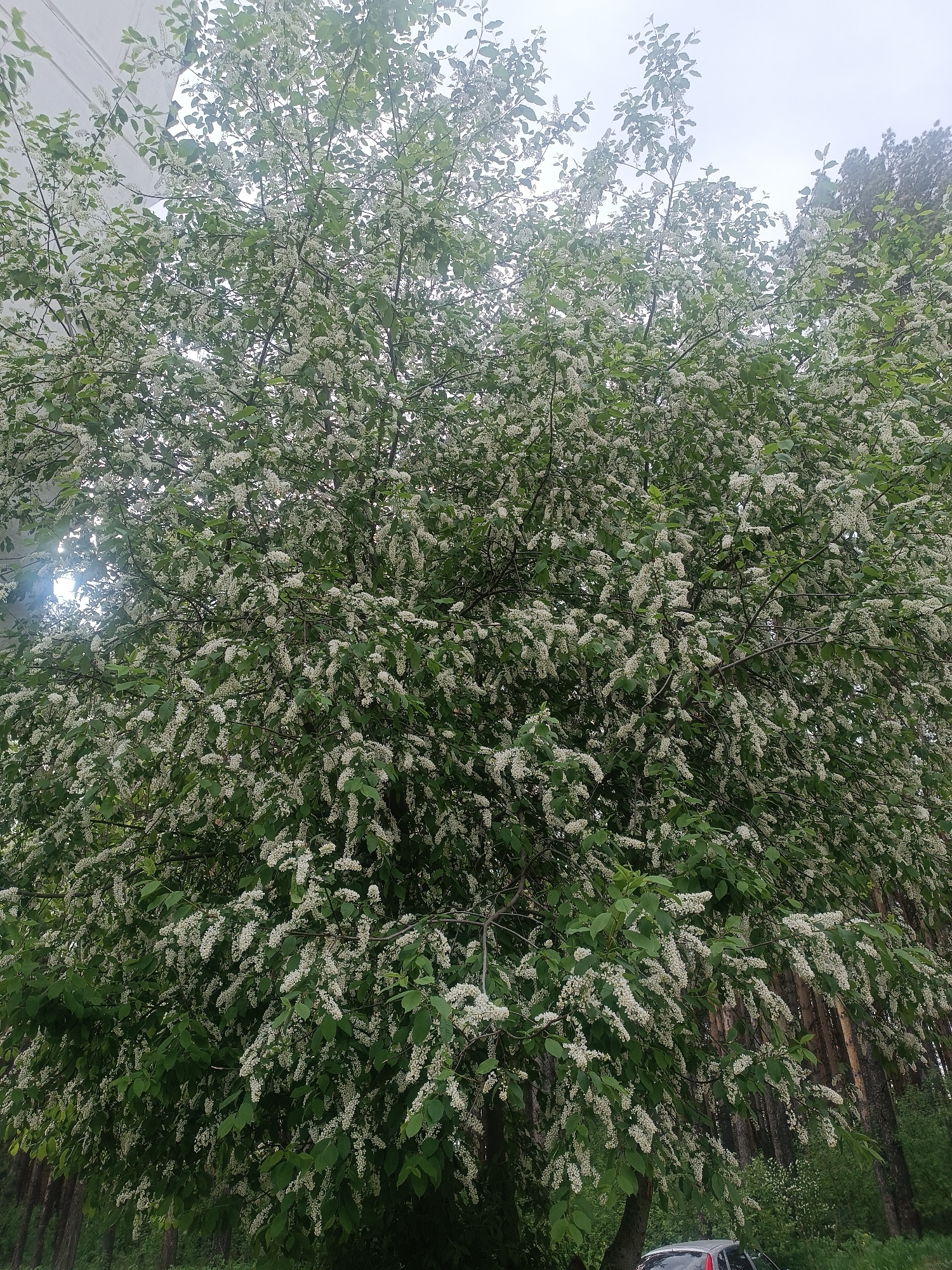 The image depicts a large tree in full bloom, with white flowers covering most of its branches. The leaves are green. Behind the tree, there are tall, thin trees, suggesting a forested area. In the lower right corner of the image, part of a car is visible. The image was taken in the city of Chaikovsky, Russia. The specific location within the city is not discernible from the image. There are no people visible in the image.