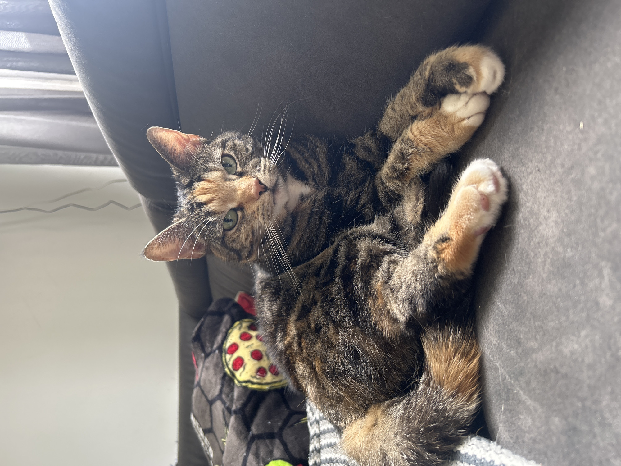 A tortoiseshell cat with green eyes is lying on a dark gray sofa in a home environment. The cat's fur is a mix of brown, black, and orange. It is positioned in the center of the frame, facing the viewer. To the left of the cat, there is a gray and white striped blanket and a dark gray blanket with a hexagonal pattern. A yellow toy with red circles is visible on the dark gray blanket. Behind the cat, a sheer curtain can be seen. The lighting suggests it is daytime, with natural light coming from the right side of the image. The background is out of focus, with a wall visible on the left side. There are no people present in the image. The cat is the sole subject of interest. There is no indication of the specific location within the city of Leiden, Netherlands.