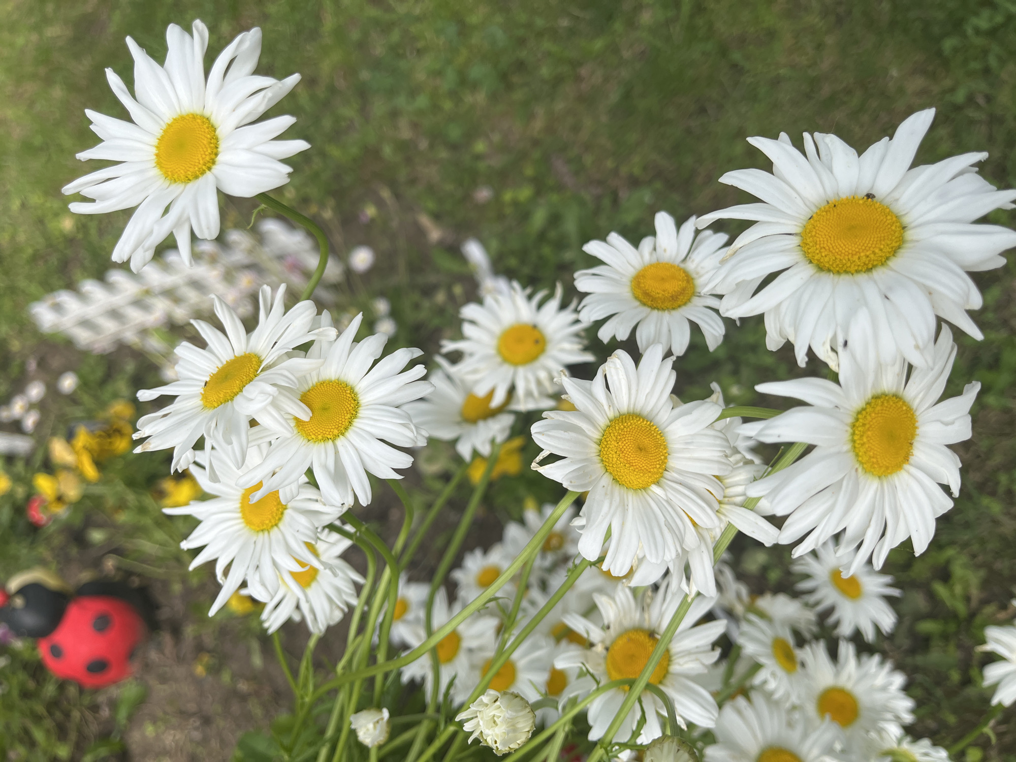 The image shows a cluster of white daisies with yellow centers, likely growing in a garden setting. A red and black ladybug ornament is partially visible in the lower left corner. The background consists of green foliage, which could be grass or other plants. While the image's location may be Piperkovo, Bulgaria, it cannot be forensically determined from the visual information.