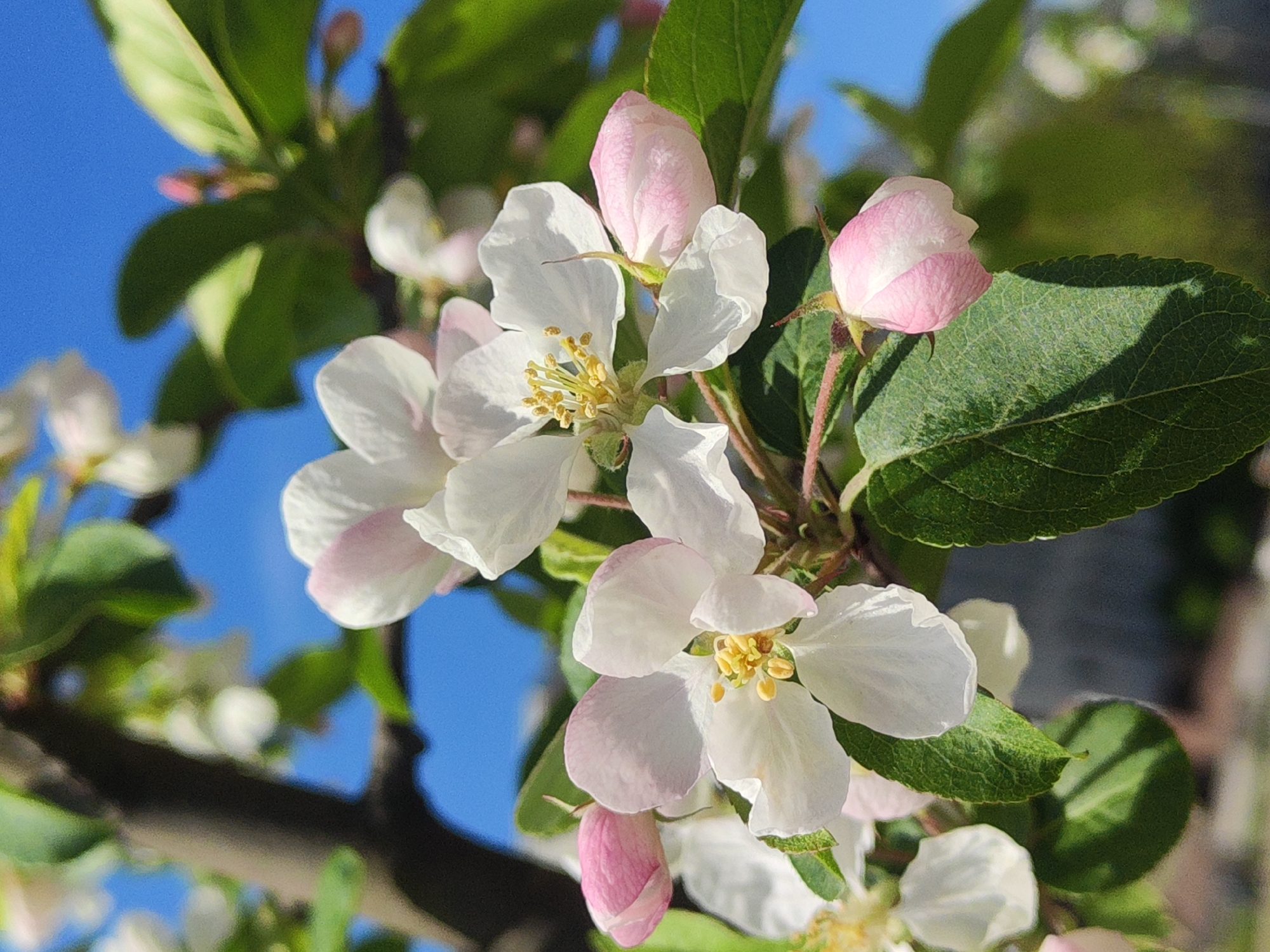 The image shows a close-up of apple blossoms against a blue sky. The blossoms are white with a hint of pink, and some are still in bud. Green leaves surround the flowers. The location is not determinable from the image. No people are visible. The subject is apple blossoms. The environment appears to be outdoors during daylight. There is no evidence it is in the city of Saint Petersburg, Russia.