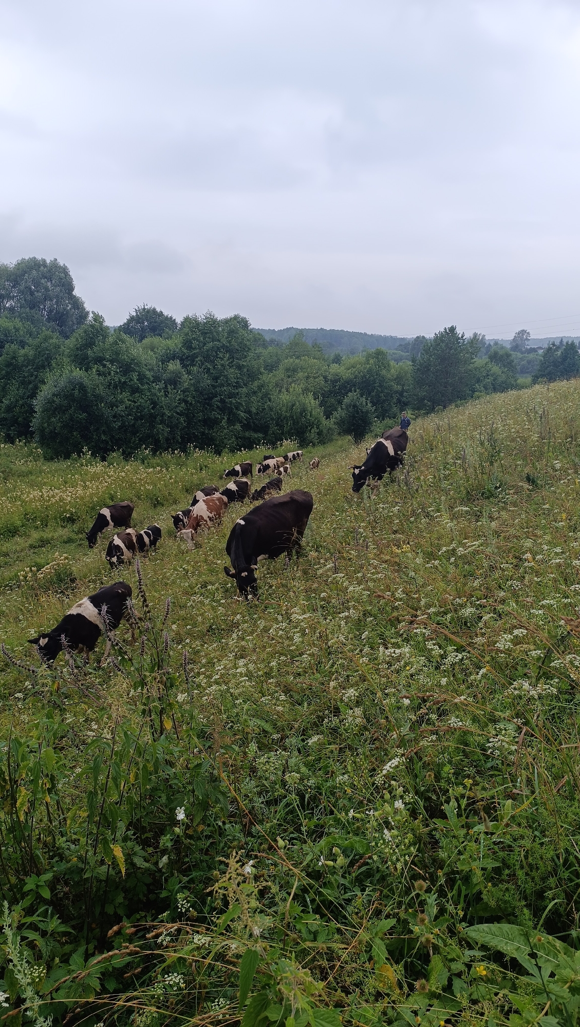 A herd of cows grazes on a grassy hillside dotted with wildflowers under an overcast sky. The cows are a mix of black and white and brown and white, and some are grazing while others are standing. In the background, a line of trees forms the horizon, and beyond that, a hazy landscape suggests distant hills. A person in a blue shirt is visible near the top of the hill, standing behind some of the cows. The environment appears rural and natural, with no visible urban structures. The location is identified as the city of Karsha, Russia.