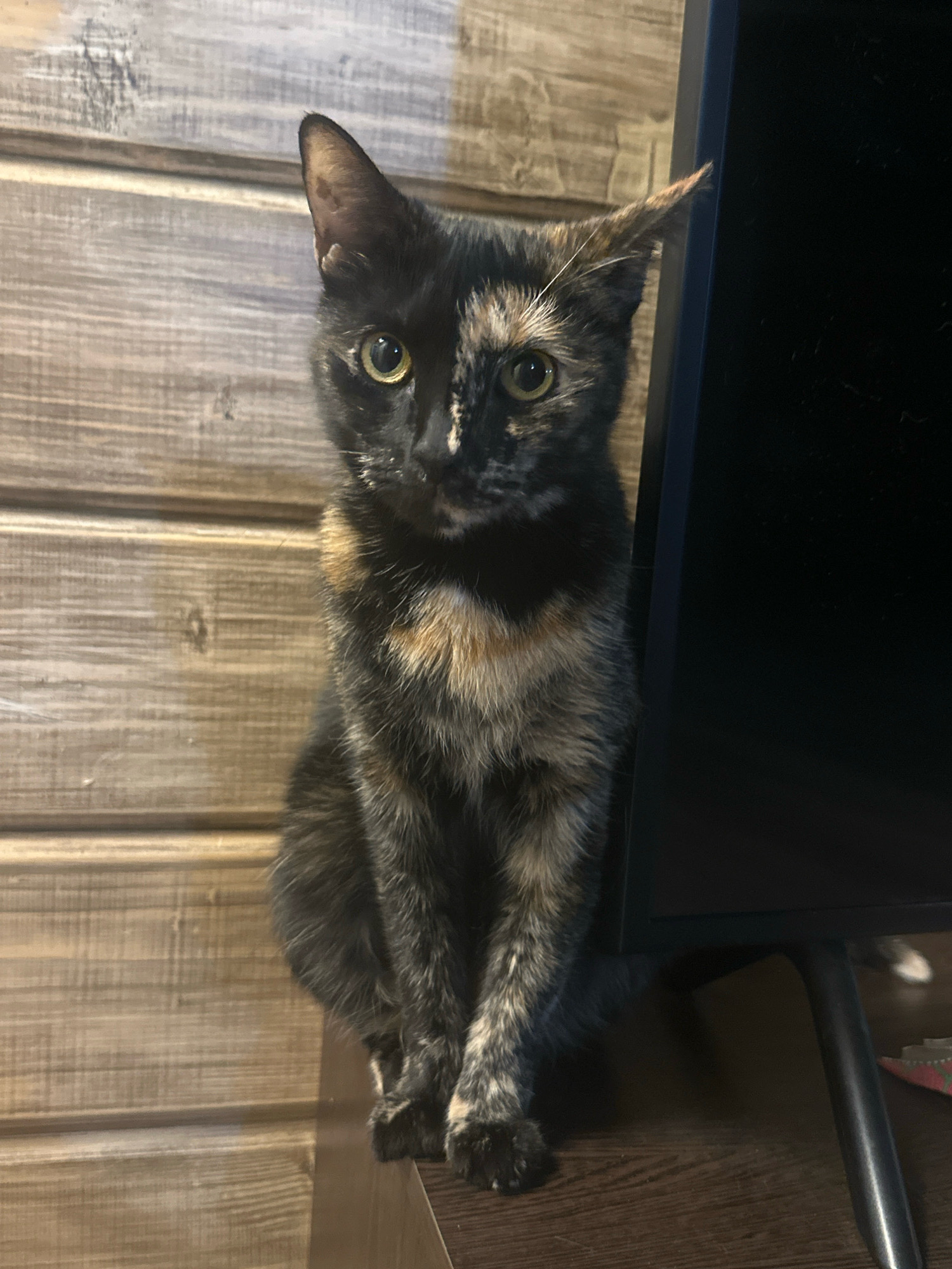 A tortoiseshell cat is sitting on a dark wooden surface, facing forward. The cat has black, orange, and cream fur with bright yellow eyes. Behind the cat is a wall made of horizontal wooden planks. To the right of the cat is a dark, flat object, possibly a television screen on a stand, with a black curved leg visible. The scene appears to be indoors, possibly in a residence within Азінскі сельскі Савет, Belarus.
