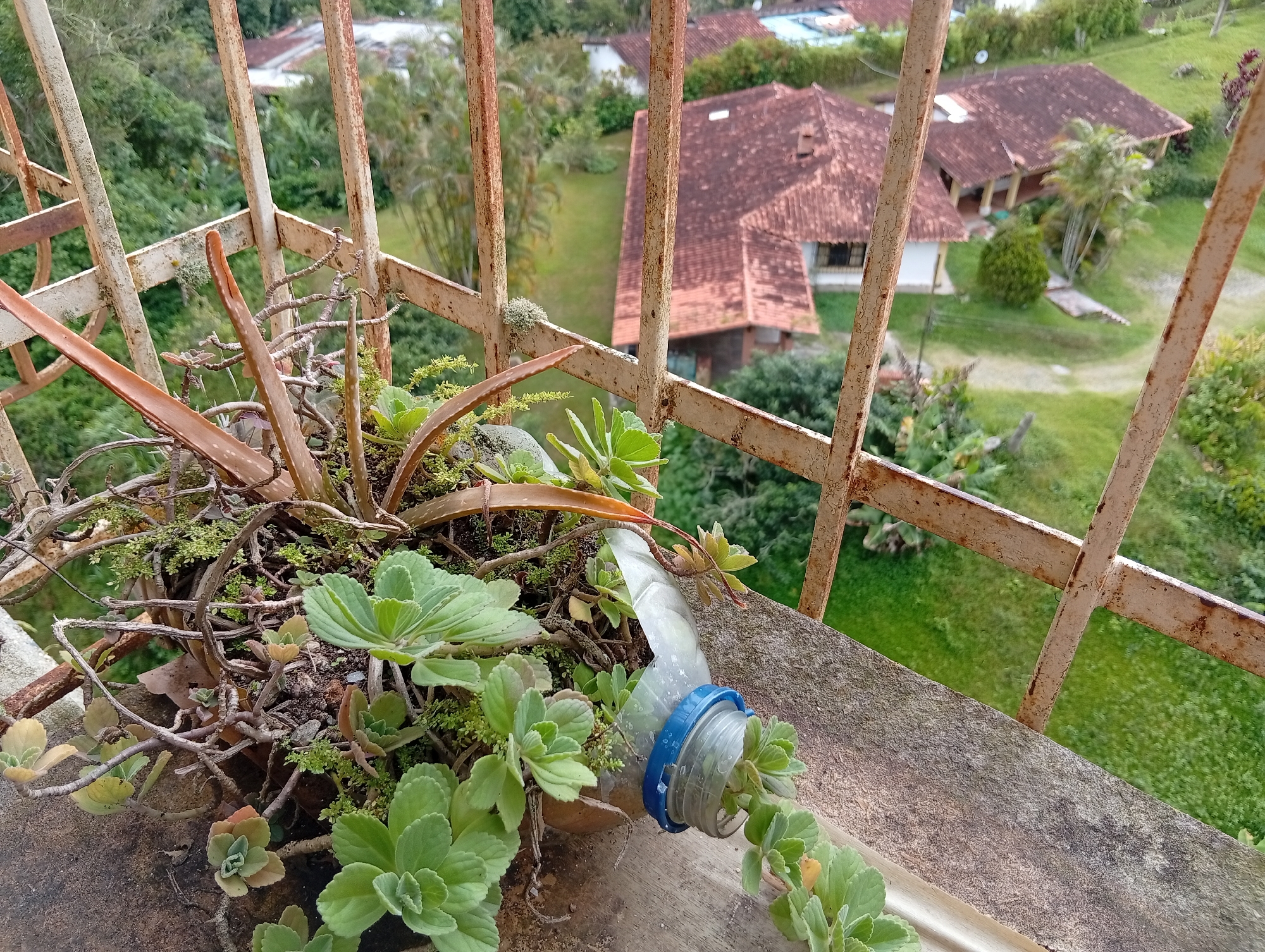 The image shows a close-up view of a potted plant on a balcony railing, with a blurred background of houses and lush green vegetation, characteristic of San Antonio de Los Altos, Venezuela. The foreground is dominated by a collection of succulents and other green plants overflowing from a brown planter. A clear plastic bottle, cut and repurposed as a watering device, is inserted into the soil, with its blue cap visible. Rusting metal bars of the balcony railing frame the scene, suggesting an outdoor setting with a slightly aged aesthetic. The background reveals red-tiled roofs of houses nestled among dense green trees and manicured lawns, indicative of a residential area in a tropical or subtropical climate. The sunlight casts a soft glow, highlighting the textures of the plants and the weathered railing.