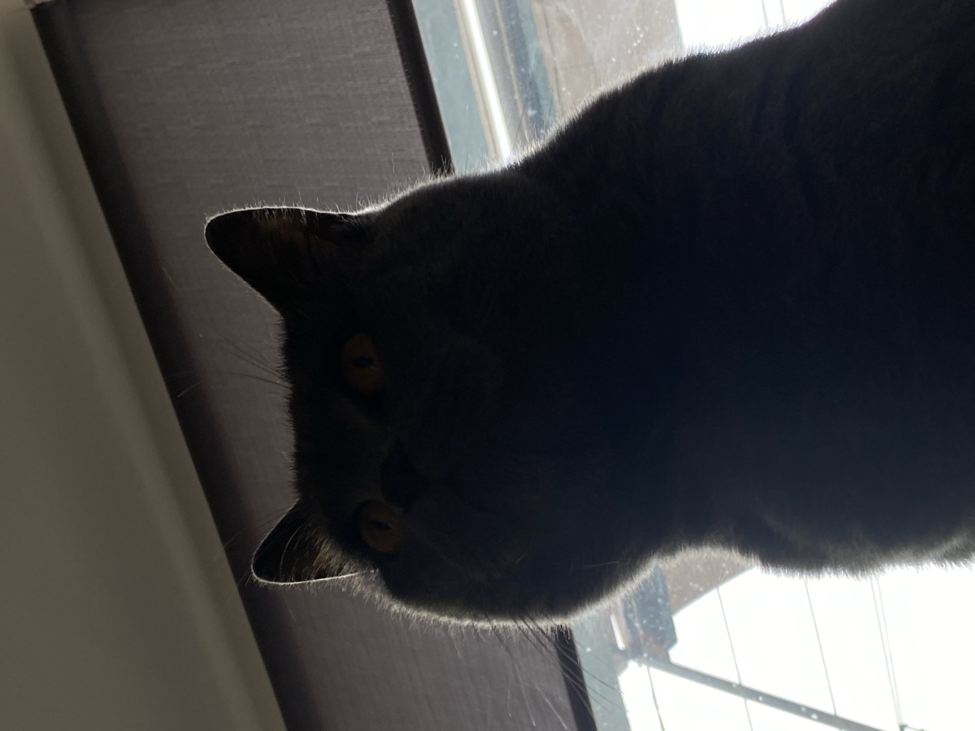 A dark grey cat is perched on a ledge near a window. The lighting is dim, highlighting the cat's silhouette and yellow eyes. The background shows a window and a partially visible wall. The location cannot be determined based on the image alone; the city of Votkinsk, Russia is not discernible.