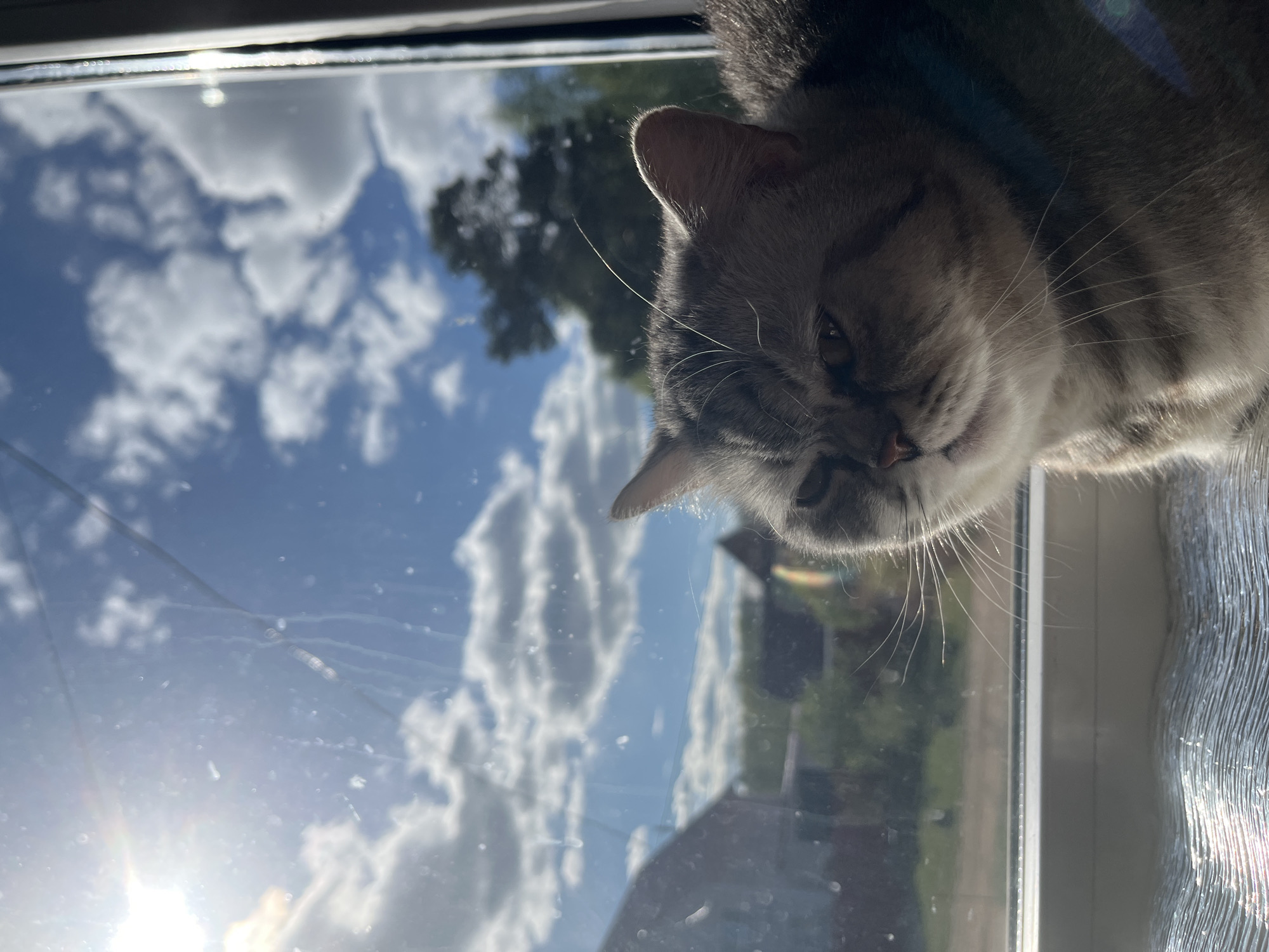 A gray tabby cat is sitting on a window sill, with its face pressed against the glass. Outside, a bright blue sky is visible with puffy white clouds and green foliage. The location is Chaikovsky, Russia.