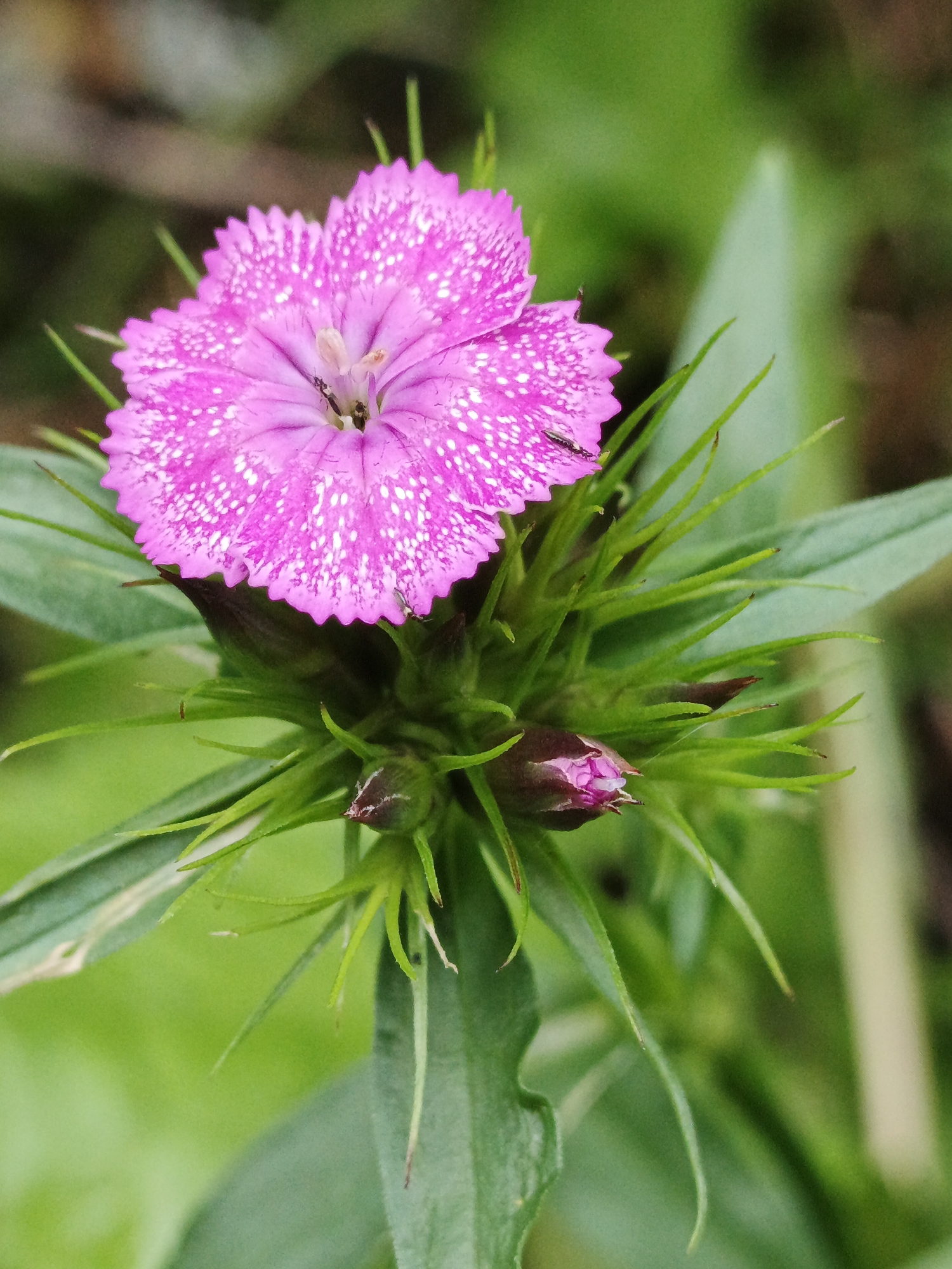 This is a close-up, vertical, medium-shot photograph of a single pink Dianthus flower with white speckles on its petals. The flower is in focus and centrally located in the frame. Its petals are serrated and slightly wavy at the edges. Surrounding the bloom are several green sepals and leaves, with some buds visible at the base of the flower. The background is a soft, out-of-focus blur of various shades of green, suggesting foliage and possibly some brown earth tones, indicative of a natural outdoor environment. The lighting appears to be natural daylight, casting subtle shadows. There are no people or structures visible. The scene is located in the city of Medvedyovka, Russia.