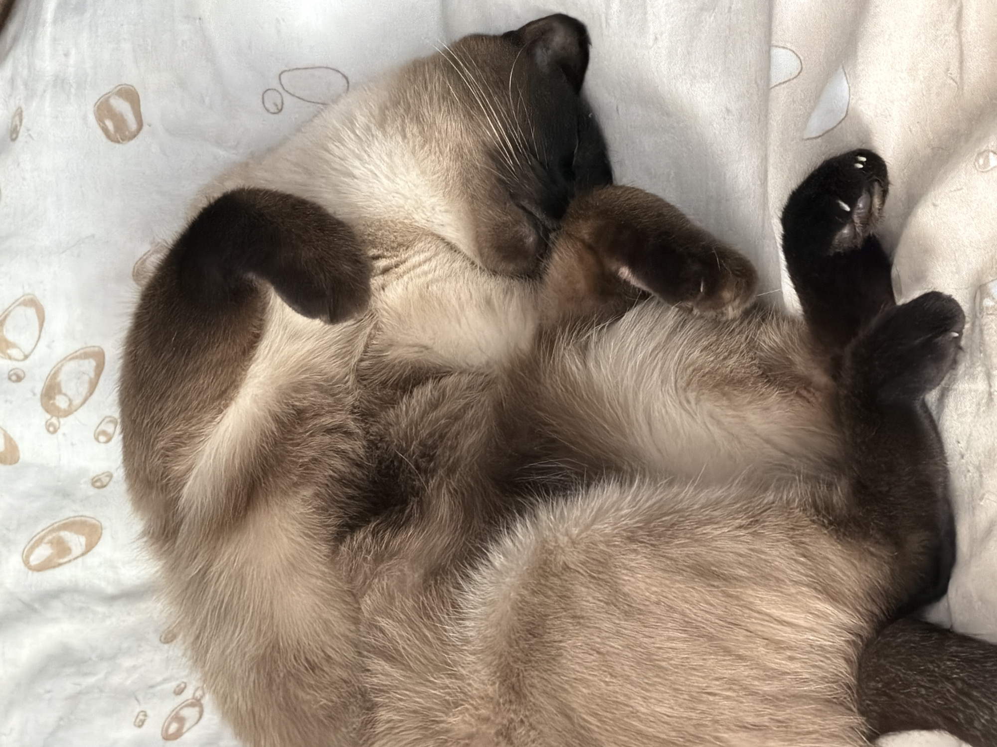 A Siamese cat is curled up asleep on a white blanket with a light brown oval pattern. The cat's fur is a mix of light brown and dark brown. Its paws are visible, with white claws extended on one paw. The cat's face is dark brown, and its eyes are closed. The blanket is draped over a surface, and the lighting suggests an indoor environment, possibly a bed or sofa. The scene does not provide any information about a location in Saint Petersburg, Russia, as it is a close-up of a cat.