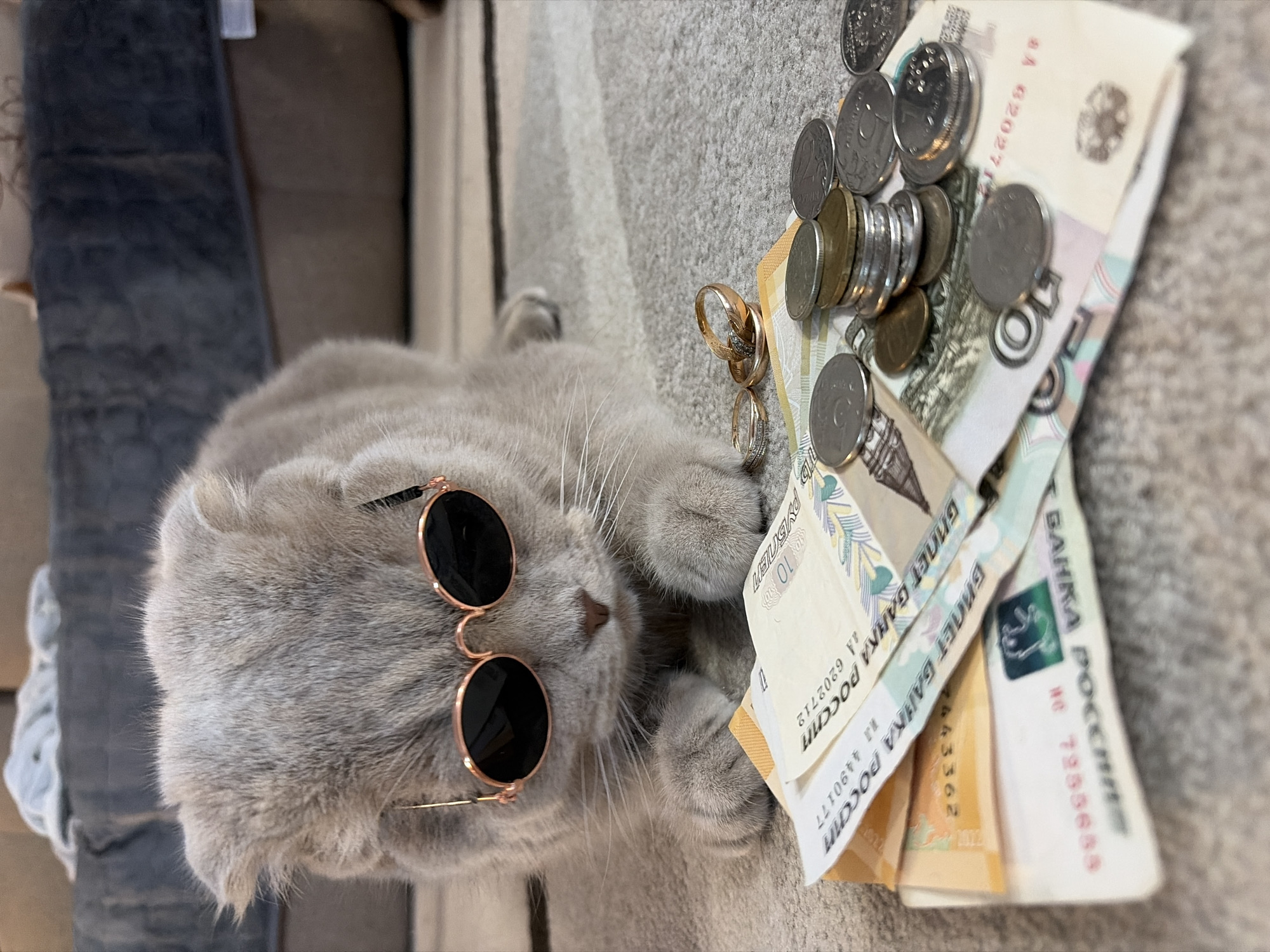 A gray cat wearing sunglasses is lying on its side on a gray carpet. Next to the cat is a pile of Russian money, including coins and banknotes. There are also two rings on top of the money. Some of the banknotes include the serial numbers "AA 6202712", "we 7255655", and "ИЛ 4490177". The text "БАНКА России" (Bank of Russia) is visible on the banknotes, indicating that they are Russian currency. The environment appears to be indoors, likely in a home. The city of Chaikovsky, Russia is not identifiable from the image.