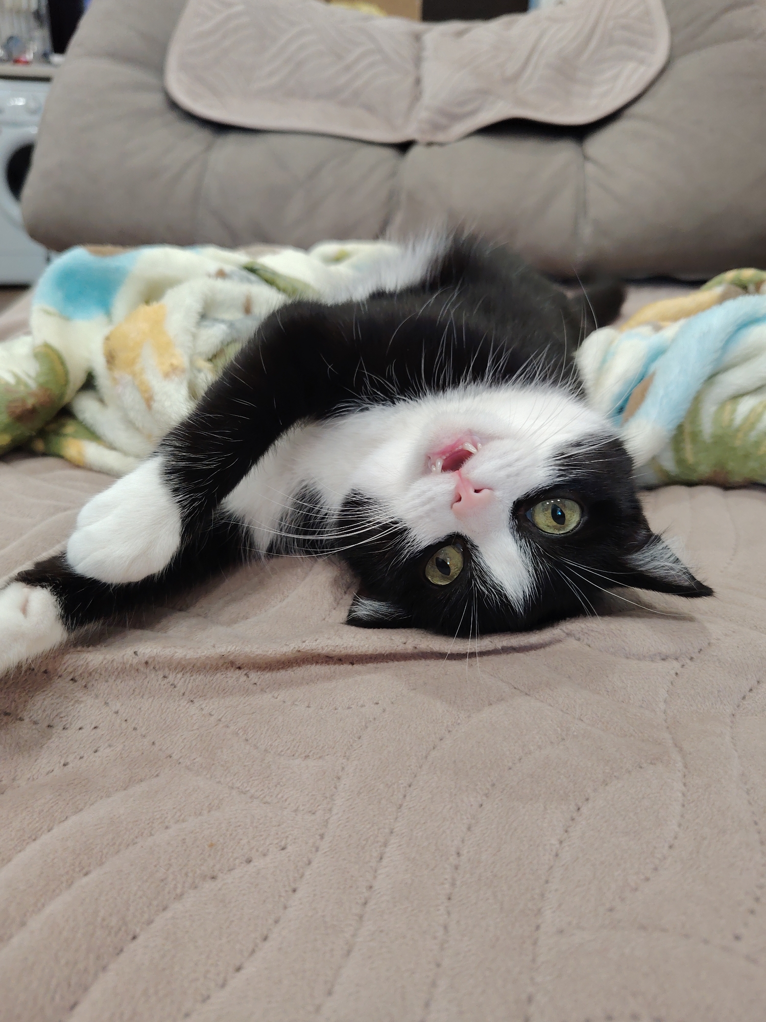 A black and white cat is lying on its back on a beige, quilted blanket. The cat's head is tilted to the side, and its eyes are open and looking at the camera. Its mouth is slightly open, revealing a pink tongue and small teeth. A colorful blanket with blue, yellow, and green patterns is partially visible behind the cat. In the background, a gray sofa and what appears to be a washing machine can be seen. The image is a close-up shot, with the cat occupying most of the frame. The scene is indoors, in a residential setting, possibly a living room or bedroom. There is no information to suggest this location is in Novosibirsk, Russia.