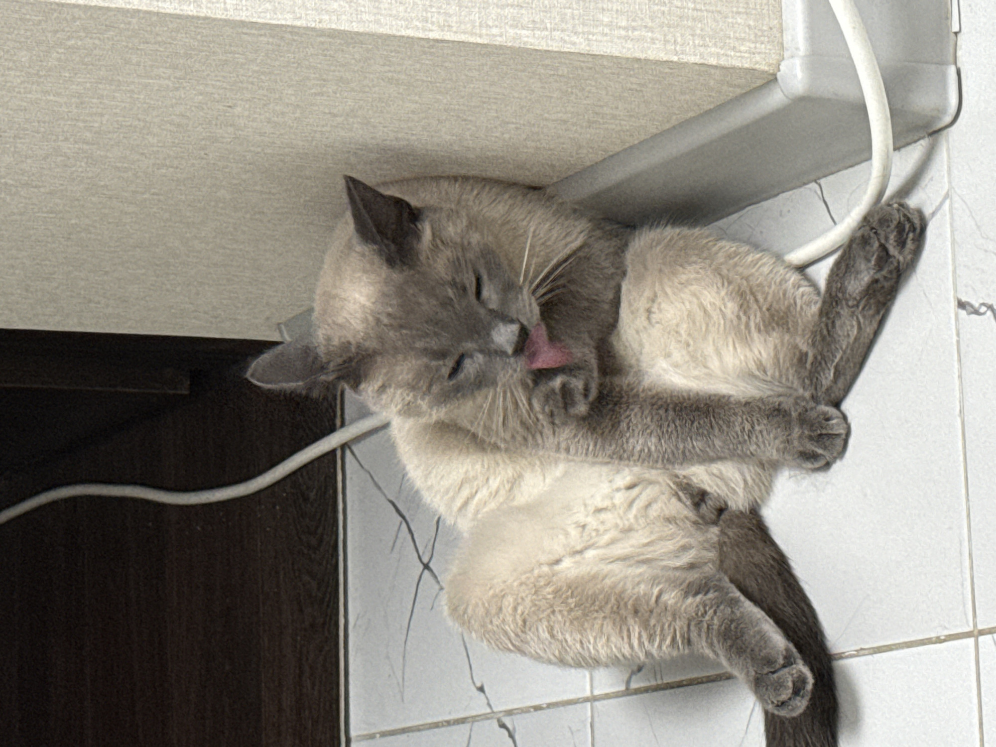 A grey Siamese cat is grooming itself while lying on a tiled floor next to a wall. The cat is leaning against the wall, with its legs splayed out. Its eyes are closed and its tongue is out as it licks its paw. A white electrical cord runs along the floor and up the wall behind the cat. The floor is tiled in a light color with dark grey grout lines. The wall behind the cat is textured and light in color, with a darker wooden baseboard visible in the background. The location is identified as Bor, Russia.