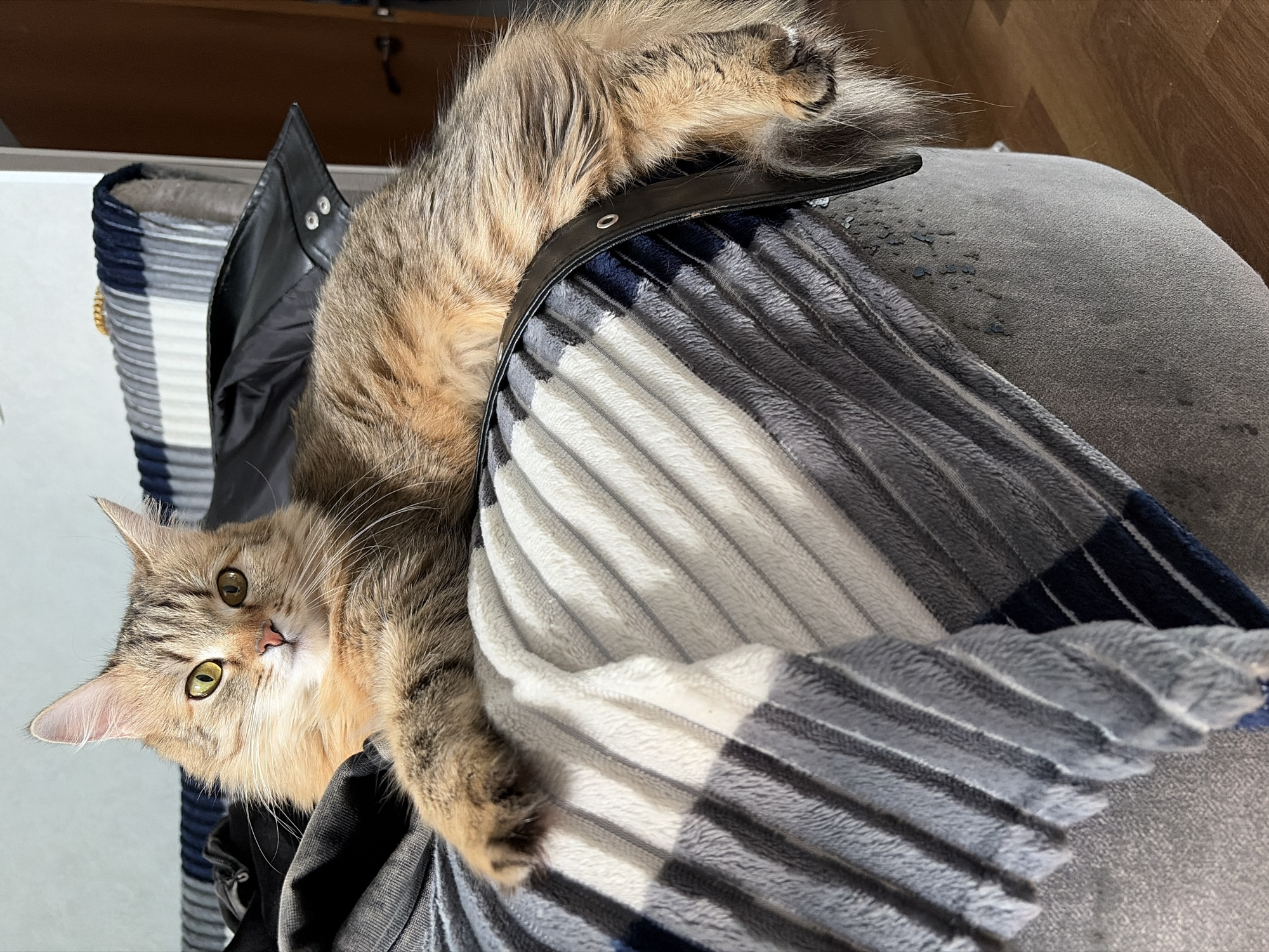 A fluffy, long-haired tabby cat with warm brown, grey, and cream fur is captured in a close-up, tilted image. The cat lies comfortably on its side, with its head turned to face the camera, revealing striking greenish-yellow eyes and a small pink nose. Its long whiskers fan out from its muzzle, and prominent ear tufts are visible.
The cat's body is draped over a soft, textured blanket featuring a striped pattern in shades of white, light grey, dark grey, and navy blue. Beneath the blanket, and slightly to the right, is a grey upholstered surface, likely a sofa or chair, showing some minor textural variations or possible wear. A black object, possibly a leather jacket collar or strap with two silver snap buttons, is draped over the blanket near the cat's back. The background consists of a light wall and a wooden floor, indicating an indoor setting. The scene conveys a relaxed and cozy atmosphere, likely during daytime given the natural light. There is no visible text.