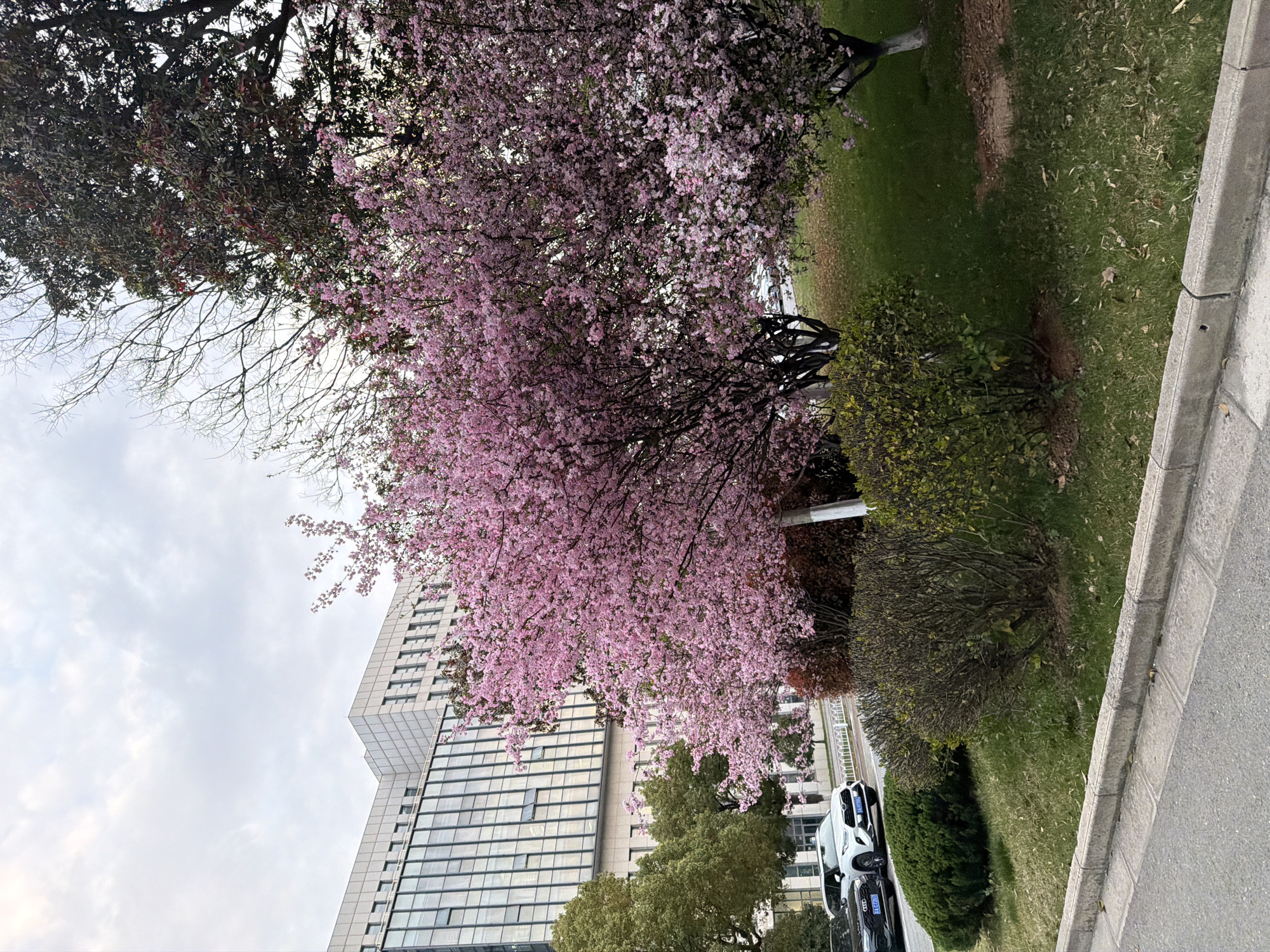The image depicts an urban streetscape in Jiangning District, Nanjing, Jiangsu Province, China, under an overcast sky. In the foreground, a grey asphalt road runs along the bottom left, bordered by a concrete curb. Beyond the curb lies a grassy median featuring multiple mature trees densely covered in vibrant pink blossoms, consistent with cherry or crabapple species, dominating the central and right portions of the frame. Interspersed among the grass are various shrubs with green and reddish-brown foliage. Behind the flowering trees, a large deciduous tree with dark leaves and a bare deciduous tree are visible. In the background, a modern multi-story building with a light-toned, paneled facade and numerous vertical glass windows rises. Adjacent to the building on a paved surface, two parked vehicles are visible: a dark-colored Audi SUV with license plate "苏A L728T" and a white Toyota Highlander SUV with license plate "苏A H799W". No individuals are present, and no actions or interactions are discernible.