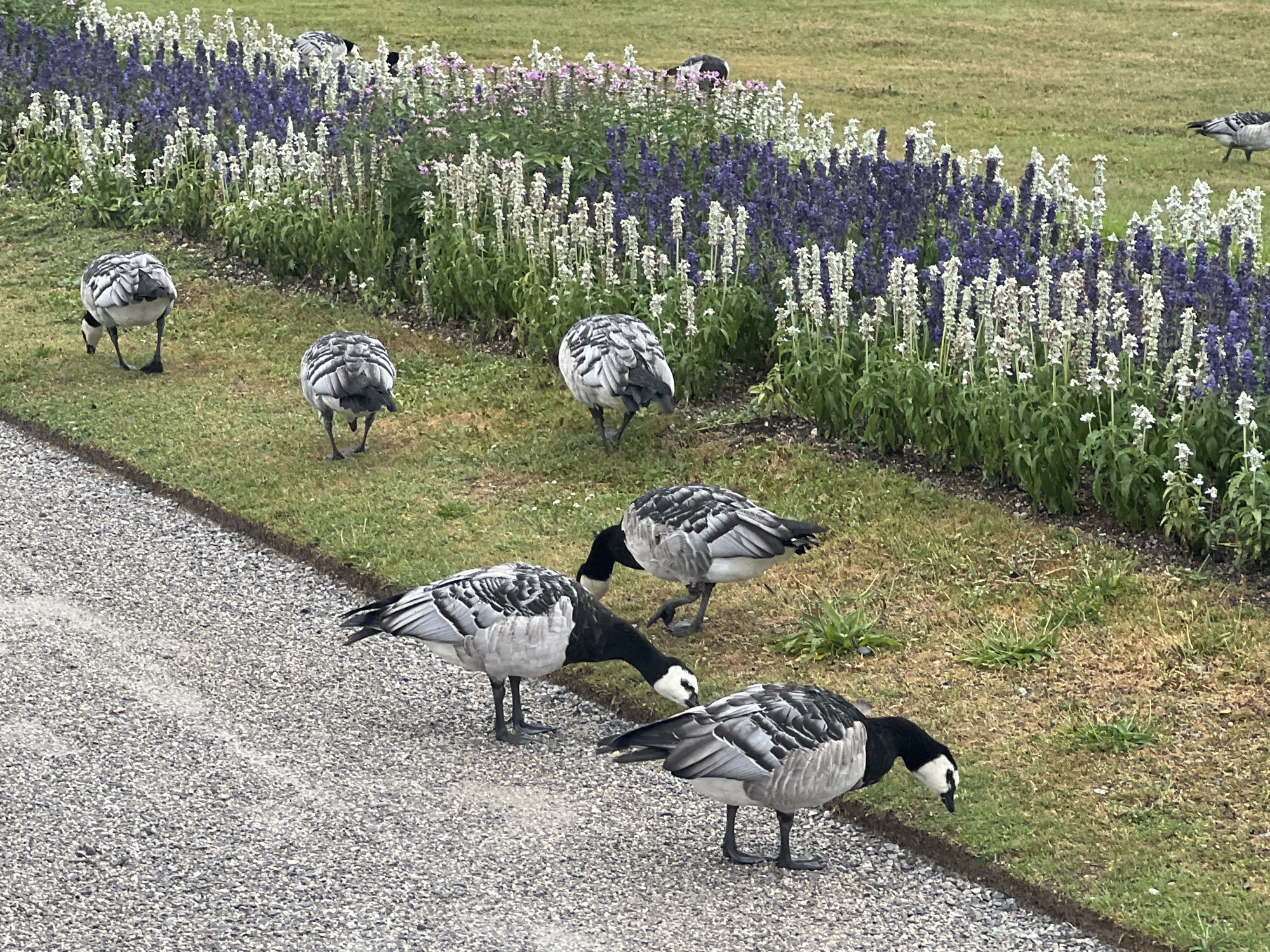 A flock of Canada geese is gathered on a grassy area next to a flowerbed. The geese are predominantly black and white with black heads and necks. Some are grazing on the grass, while others are standing. The flowerbed is filled with a mix of purple and white flowers. The scene appears to be in a park or garden setting. The image does not contain any specific landmarks or details that would allow for identification of the city of Munich, Germany.