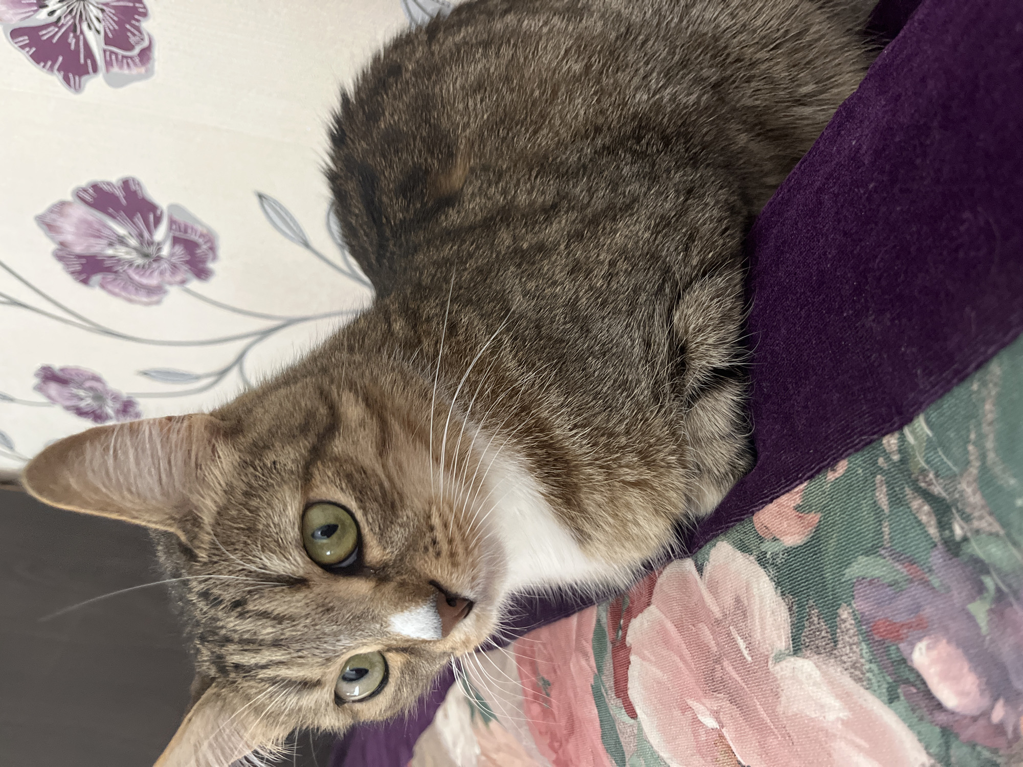 A tabby cat is lying down on a floral patterned fabric. The cat has green eyes, a white patch on its nose, and a white chest. The background is floral wallpaper and a purple fabric.
There is no indication of the city of Izhevsk, Russia in the image.