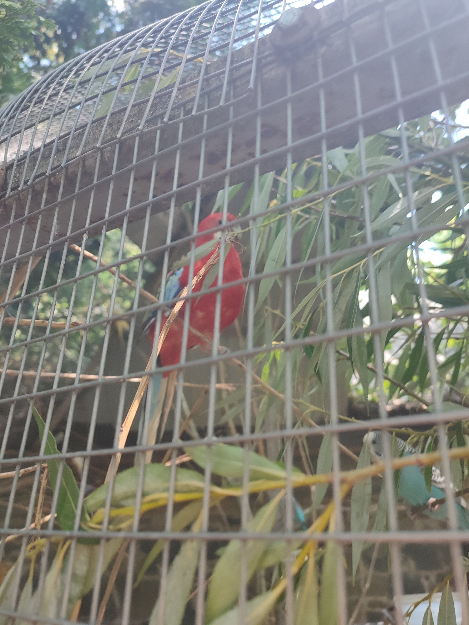 The image depicts an aviary with several birds. In the foreground, a bright red bird with blue and green markings on its wings is perched on a branch, partially obscured by the cage bars and foliage. To the right and further back, a smaller blue and white bird is visible amidst green leaves. The aviary appears to be outdoors, with sunlight filtering through the trees and dappling the scene. The cage itself is made of metal bars. The location is identified as Rivne, Ukraine.