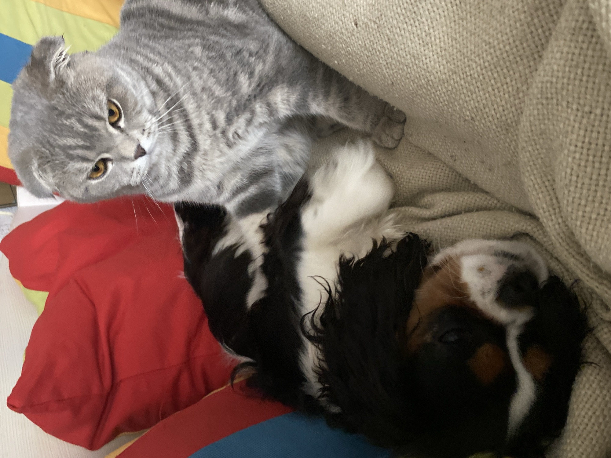 A gray tabby cat with yellow eyes looks down at a sleeping Cavalier King Charles Spaniel puppy on a couch or bed. The cat is positioned to the left of the dog, partially on a red pillow. The dog is lying on its back, with its head tilted towards the right, against a beige fabric surface. The background includes a multicolored pillow or blanket. There is no evidence to support the location being Votkinsk, Russia.