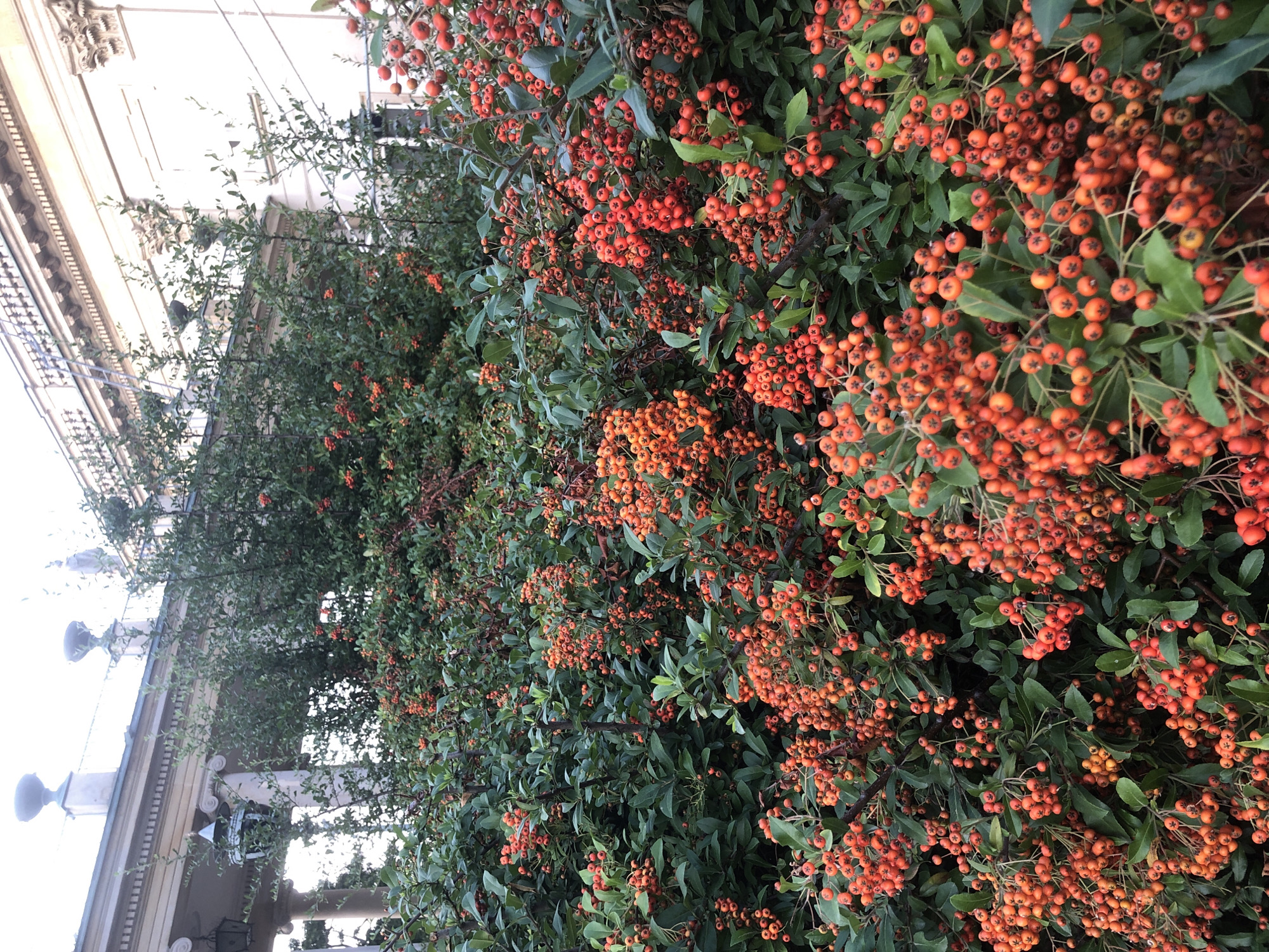 The image depicts a close-up view of a dense bush laden with bright orange berries, set against the backdrop of an ornate building. The building features classical architectural elements, including columns, a decorative frieze, and urn-like finials, suggesting a historical or institutional setting. The lighting suggests it is daytime, with soft, diffused light illuminating the scene. No people are visible in the image, and there are no discernible actions or interactions taking place. The bush appears to be thriving, with numerous clusters of berries and dark green foliage. The overall impression is one of natural beauty juxtaposed with man-made grandeur. The presence of classical architecture and the style of the building suggest it could be located in a European city with a rich history. However, without specific landmarks or context, pinpointing the exact location in Warsaw, Poland, or elsewhere is not possible from the image alone.
