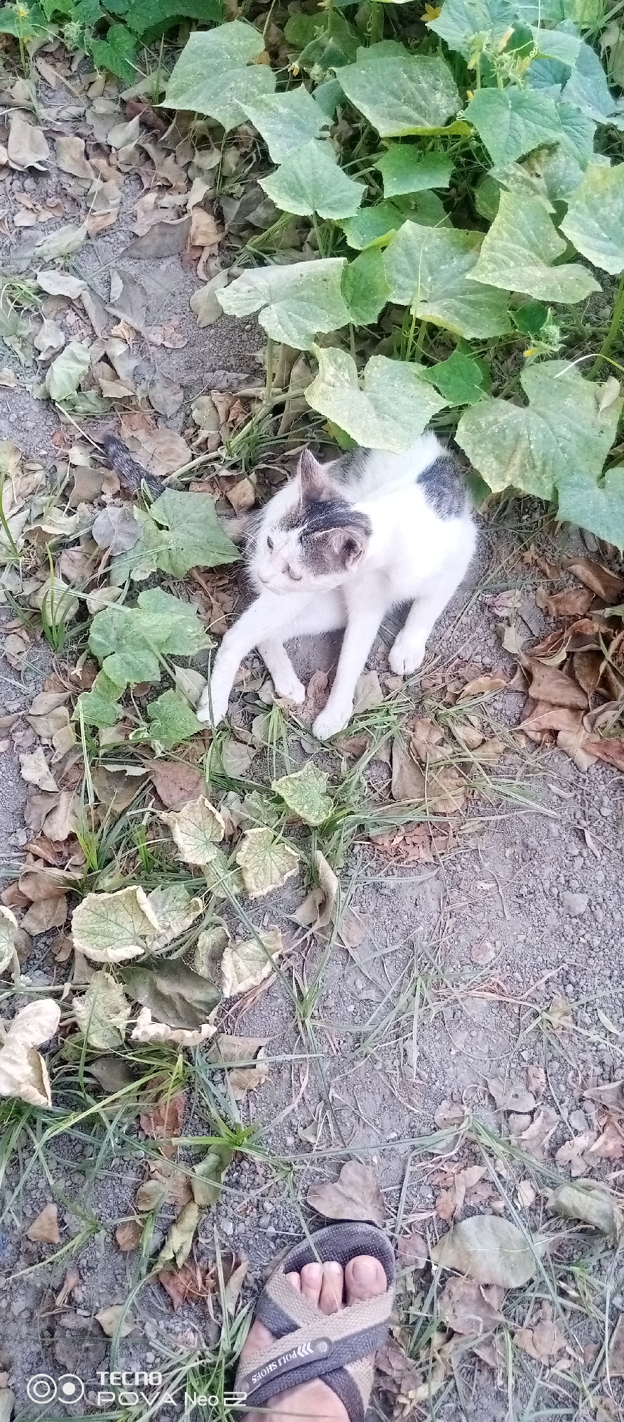 The image shows a black and white cat lying on the ground next to some green plants and fallen leaves. The ground appears to be dirt and gravel. A person's foot wearing a sandal is visible in the lower right corner of the image. The image was taken in the city of Tahmach, Uzbekistan.