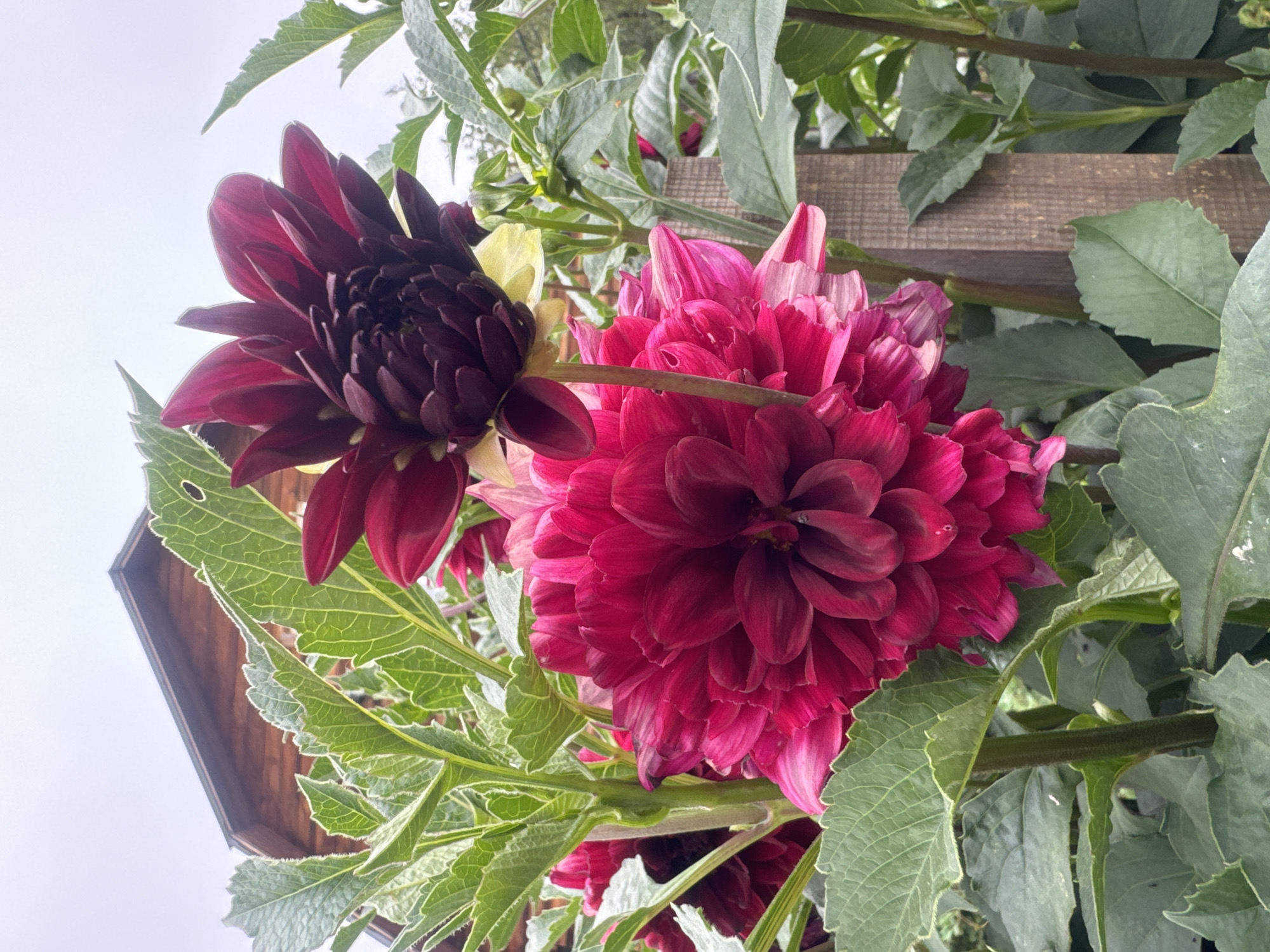 In Maksimovshchina, Russia, a close-up outdoor shot focuses on two dahlias. The foreground features a large, vibrantly pink dahlia with numerous layered petals, its stem thick and green. Behind it, a dark burgundy dahlia, less open, is positioned slightly higher. Green leaves, with serrated edges and prominent veins, surround the flowers, some showing a white or silver lining on their edges. A rustic wooden fence post stands to the right, partially obscured by the foliage. In the background, the roofline of a wooden building, likely a house or shed, is visible against an overcast sky. The scene is devoid of people and any discernible action, presenting a still-life of the garden.
