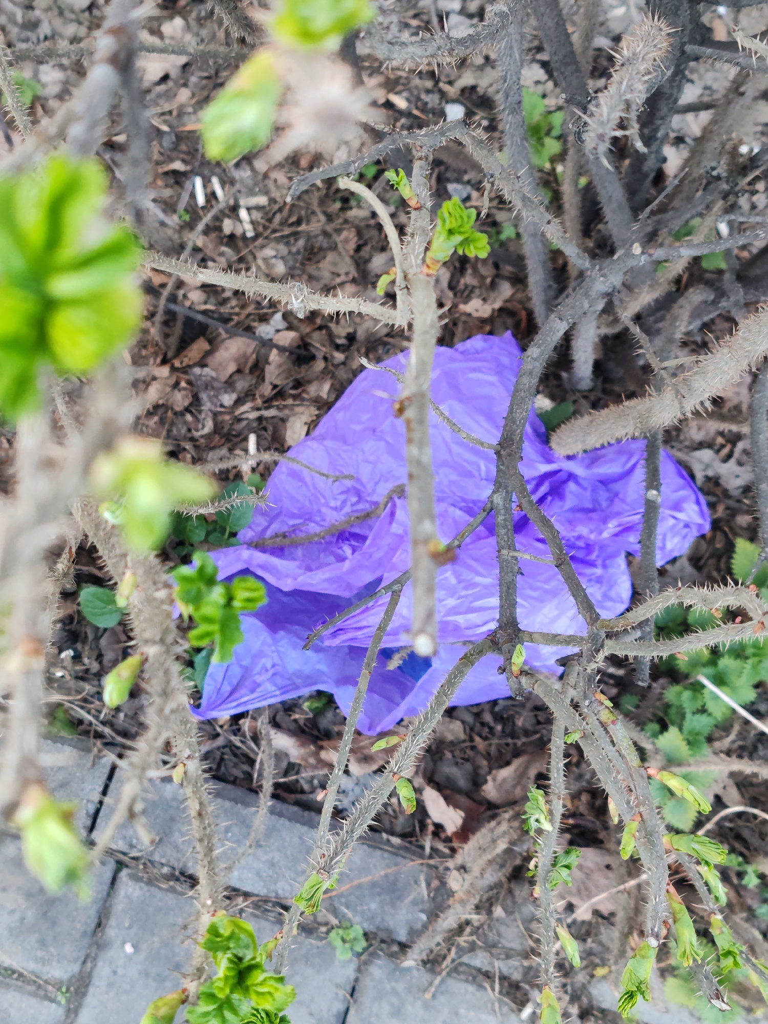 The image depicts a discarded purple plastic bag entangled in the thorny branches of a bush. The bush is located in an area with a ground cover of dead leaves and some emerging green shoots. Part of a brick or stone paved surface is visible in the lower left corner of the frame. The scene appears to be outdoors and could be in any park or garden setting where such bushes are present. The city of Saint Petersburg, Russia is mentioned, but is not apparent within the image.