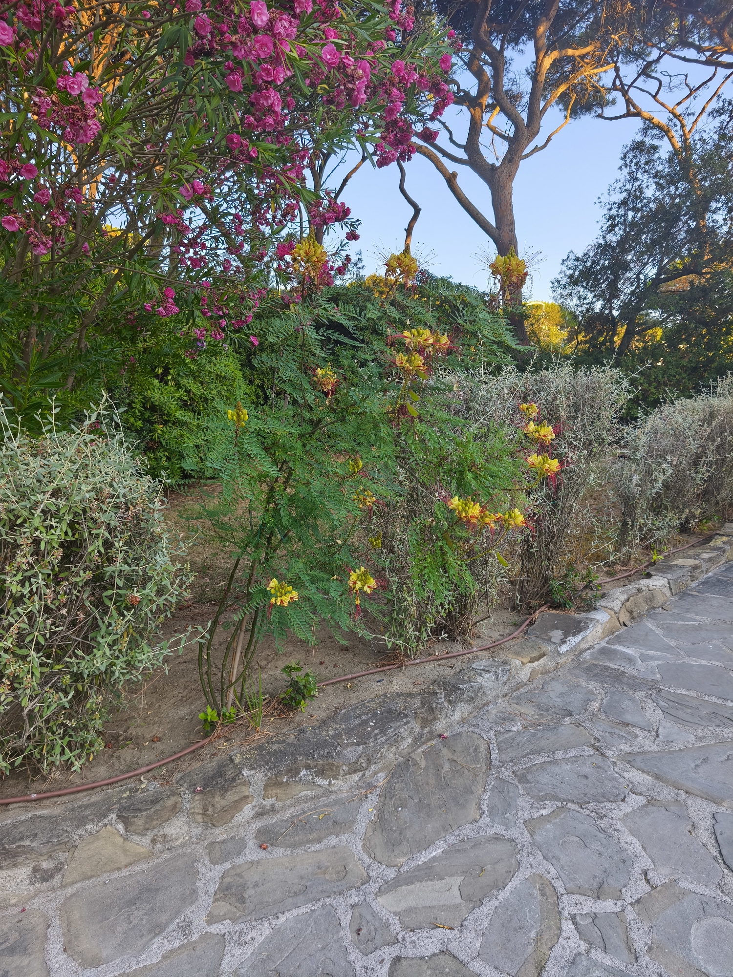 The image depicts an outdoor scene in Castiglione della Pescaia, Italy, featuring a stone pathway bordering a garden bed filled with various plants and flowers. The pathway is constructed from irregular, flat stones of varying grey tones, interspersed with lighter-colored grout. To the left of the pathway, a low stone wall separates it from the garden.
The garden bed contains several types of vegetation. Prominently featured are bushes with abundant pink flowers, likely oleander, which are positioned towards the left and upper portions of the frame. In the center and right of the garden bed, a plant with delicate green foliage displays clusters of yellow and red flowers, possibly a variety of Caesalpinia. Behind these flowering plants, other green bushes and shrubs create a dense background. Further back, a large tree with a gnarled trunk and branches is visible against a clear blue sky, with the warm light of either sunrise or sunset illuminating its upper parts. The overall impression is one of a well-maintained garden area adjacent to a walkway, bathed in natural light. There are no people or animals visible in the image.