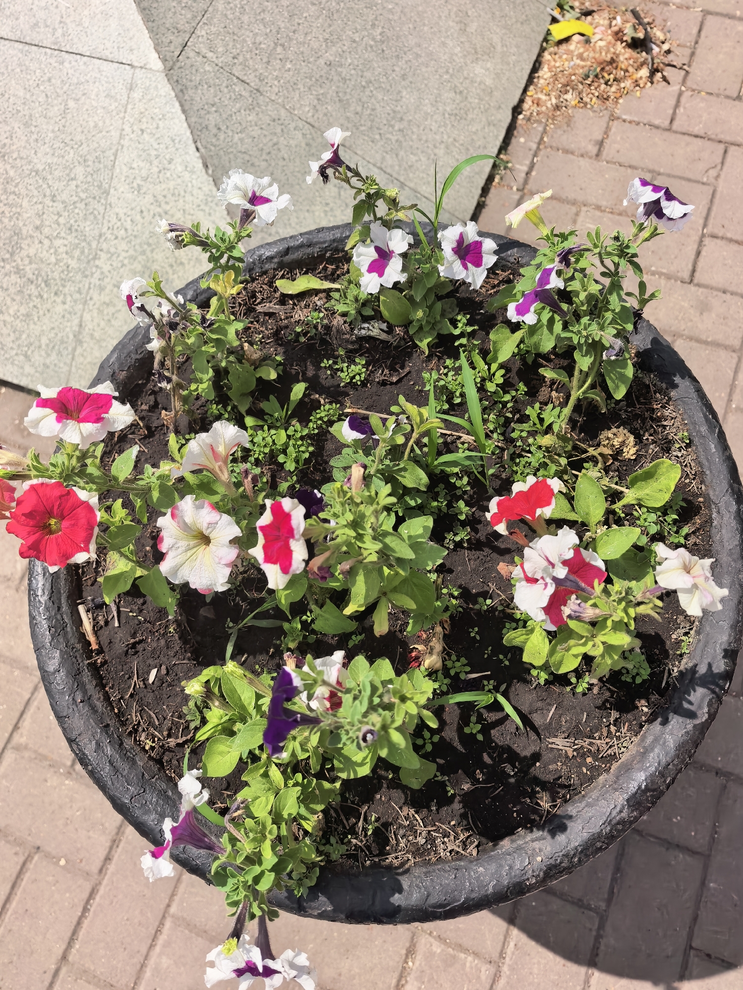 The image shows a circular, black flower pot filled with petunias in various colors: red, white with red markings, and white with purple markings. The flowers are planted in dark soil and surrounded by some small green weeds. The pot is located on a brick-paved surface, possibly a sidewalk or courtyard. In the upper left corner, there is a portion of a concrete structure, likely part of a building or other urban feature. Behind the pot, some dried leaves and small debris are visible. The overall scene suggests an outdoor urban setting, possibly in Sterlitamak, Russia. No people are visible in the image.