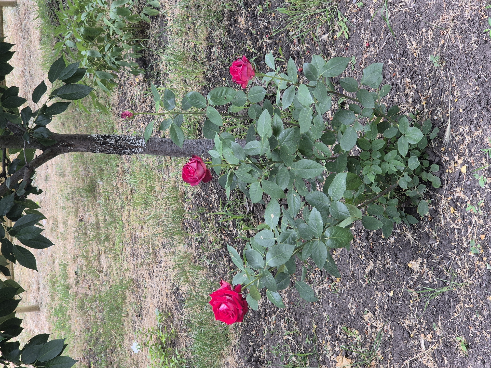 This is an image of a rose bush with red roses, taken outdoors in Sozonivka, Ukraine. The rose bush is in the center of the frame, with its green leaves and three red roses. The ground around the bush is covered with dark soil, dry grass, and scattered brown leaves. To the left of the rose bush, a tree trunk with a rough, gray-and-white patterned bark is visible. The background shows more greenery, suggesting a garden or park setting. The lighting indicates it might be daytime, with the sun likely diffused as there are no strong shadows. There is no text visible in the image.