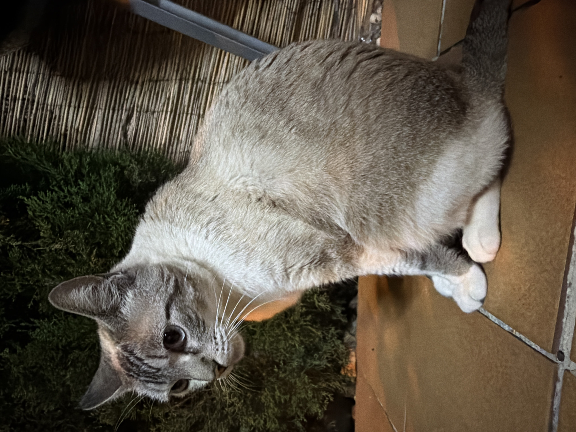 A lynx-point Siamese cat is captured in a full-body, side-profile shot, seated on a terracotta tiled floor. The cat's fur is a pale cream color with characteristic darker points on its ears, face, and tail, and subtle tabby markings on its forehead. Its eyes are a light blue. The cat is positioned to the left of the frame, facing left. Behind the cat, a dense, dark green evergreen bush is visible, with a woven bamboo screen to the right, suggesting an outdoor or semi-enclosed space, possibly a patio or garden area. A thin, dark gray metallic object, likely part of a chair or furniture, is also present on the right side of the image, extending vertically. The lighting is dim, with some areas illuminated and others in shadow, indicating it may be dusk or nighttime. The location is an unspecified residential setting within Orihuela, Spain.