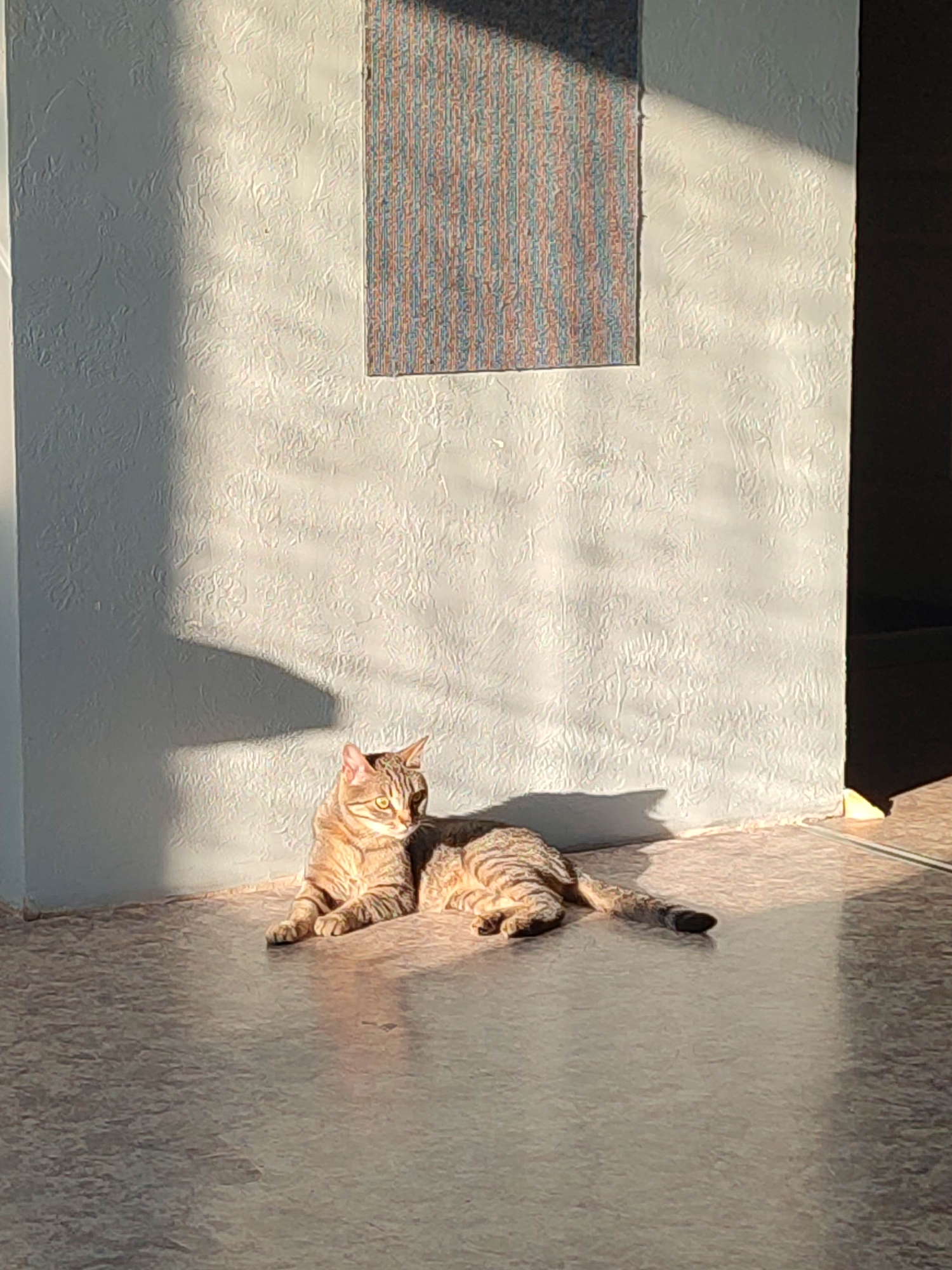 A tabby cat lies on a textured linoleum floor in the sunlight, basking in a warm glow cast from the right. The cat is positioned to the left of the frame, facing right with its head turned to look towards the camera. Its body is stretched out, with its front paws tucked beneath it and its hind legs extended. Behind the cat, a textured, off-white wall is illuminated by the same sunlight, creating a dramatic shadow on the left side of the wall that mimics the shape of a larger object. A rectangular tapestry with vertical stripes in shades of blue, red, and tan is mounted on the upper portion of the wall. The floor reflects the light and the textures of the wall. The scene is set indoors, possibly in a room with a large window or opening allowing sunlight to enter.