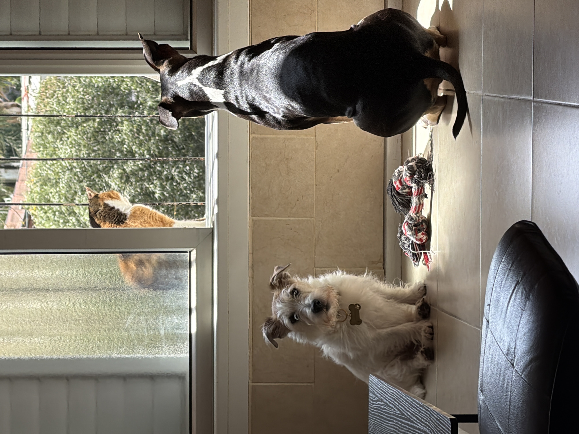 The image depicts two dogs and a cat in what appears to be an indoor setting. A black and tan dachshund is standing near a window, its head near the upper frame. A small, white terrier-mix dog is sitting on the floor. Next to them is a black and red rope toy, and the corner of a black chair is visible in the lower right. Through the window, a calico cat is lying on the windowsill outside. The location is unknown, as no details in the image allow identifying the location in the city of Tel-Aviv, Israel.