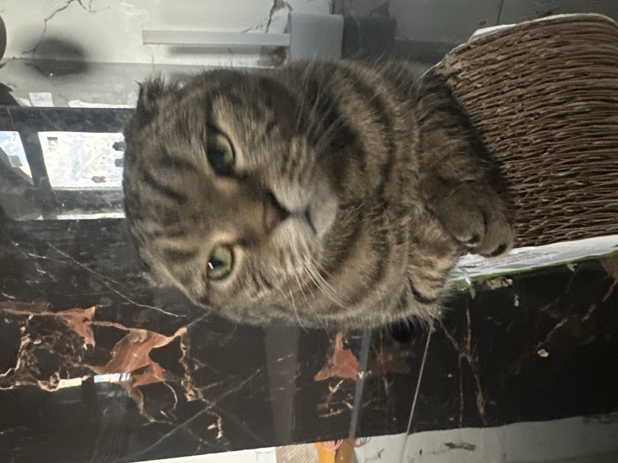 A Scottish Fold cat with tabby markings and green eyes is perched on a corrugated cardboard scratching post. The cat is facing the camera with its paws crossed. The background appears to be a domestic interior with dark marble-patterned walls and white shelving. The image does not provide any information about the location in Virki, Russia.