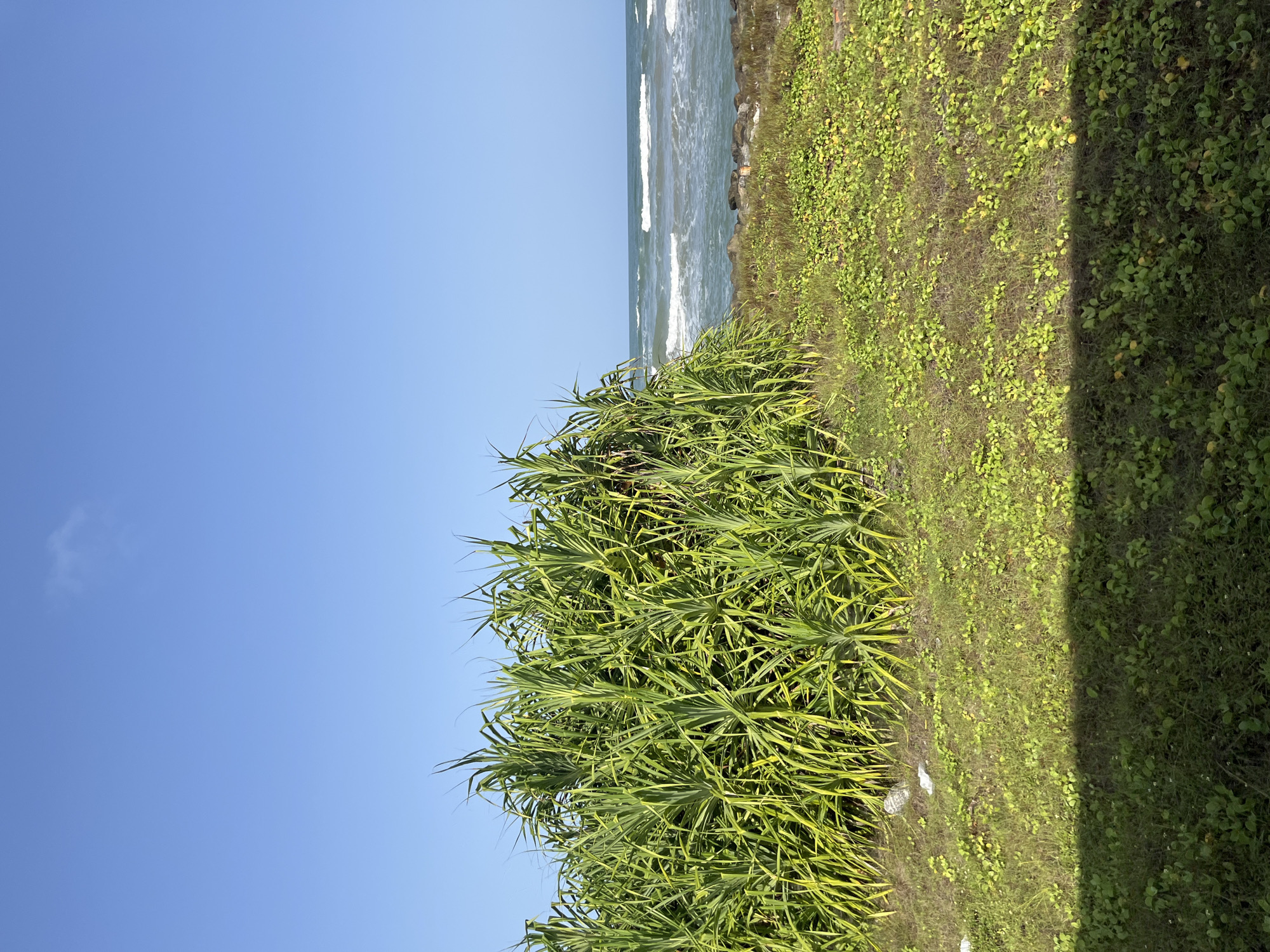 This is a landscape photograph taken on a clear day, depicting a coastal scene in Moratuwa, Sri Lanka. The foreground is dominated by lush green vegetation, consisting of a dense cluster of palm-like plants with long, spiky leaves. To the right of this dense foliage, the ground is covered with smaller, low-lying green plants, interspersed with patches of dry grass. A clear shadow stretches across the lower portion of the image, indicating the presence of an unseen object or structure casting it.
Beyond the vegetation, the ocean stretches out under a vast, cloudless blue sky. Gentle waves are visible rolling towards the shore, where a line of dark rocks marks the transition between the land and the water. The overall impression is one of natural beauty and tranquility. There are no people or animals visible in the frame, and no specific actions or interactions are depicted. The image captures a moment of stillness in a coastal environment.