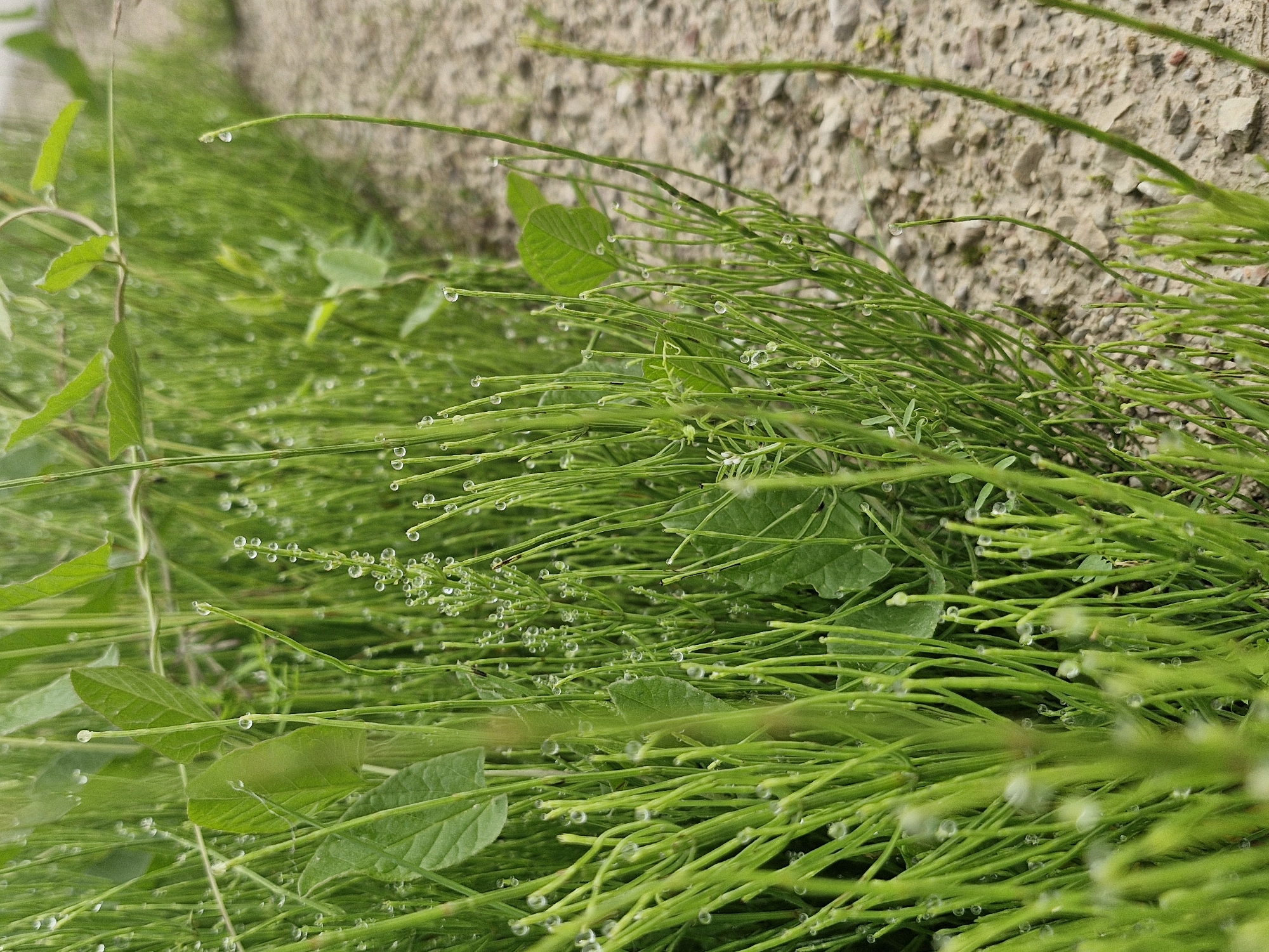 The image captures a close-up, eye-level view of a patch of vibrant green horsetail plants after a rain. Numerous small, clear water droplets cling to the fine stems and delicate leaves of the plants, catching the light. The horsetail stems are slender and segmented, growing densely together. Some larger, darker green leaves are interspersed within the horsetail. The background consists of a blurred earthy surface with small stones and pebbles, suggesting an outdoor setting like a pathway or roadside. The overall impression is one of fresh, natural beauty enhanced by the dew or recent rainfall. The location is unknown.