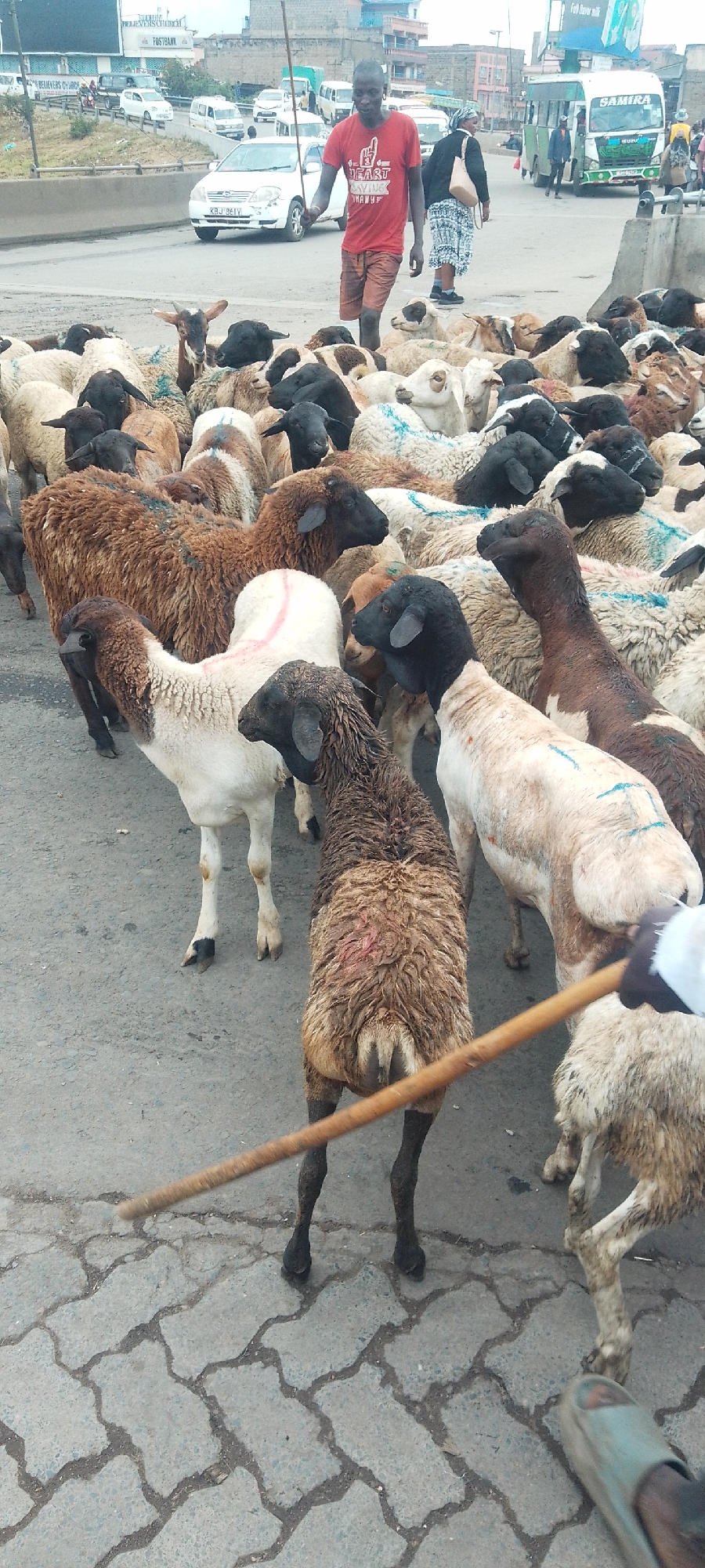 A man in a red t-shirt and brown shorts herds a large flock of sheep across a paved road with patterned concrete blocks in Nairobi, Kenya. The sheep are various colors including white, brown, and black, some marked with blue lines. The man holds a long wooden stick, presumably to guide the sheep. In the background, cars, buses, and buildings are visible along a busy street. One vehicle has the license plate "KBJ 961V" and a bus is emblazoned with the name "SAMIRA." A woman in a black jacket and patterned skirt walks in the background. The weather appears overcast or hazy.