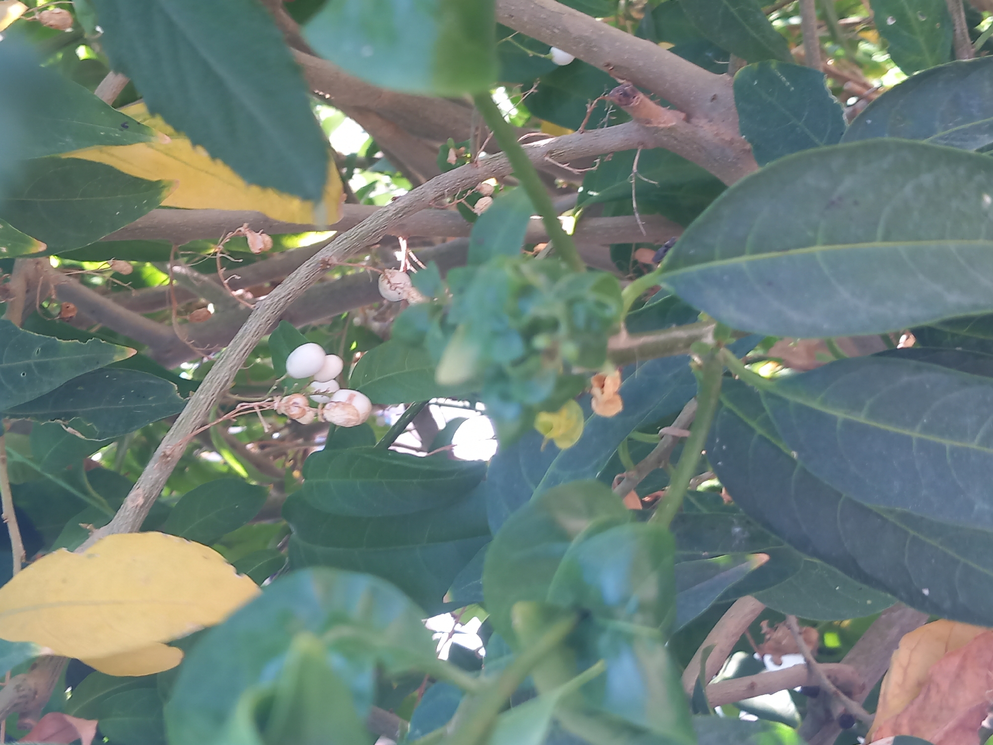 This is a close-up, slightly blurry, vertical photograph of a tree with dark green leaves, branches, and some small white berries or fruits hanging from thin stems. The leaves are ovate and have prominent venation. Some of the leaves are yellowing or have yellow edges, indicating they might be dying or changing color. The branches are woody and light brown. The background consists of more foliage and some bright areas of light, suggesting an outdoor setting in daylight. There are no people or discernible human activity depicted. The photograph appears to have been taken in Agios Nektarios, Greece.