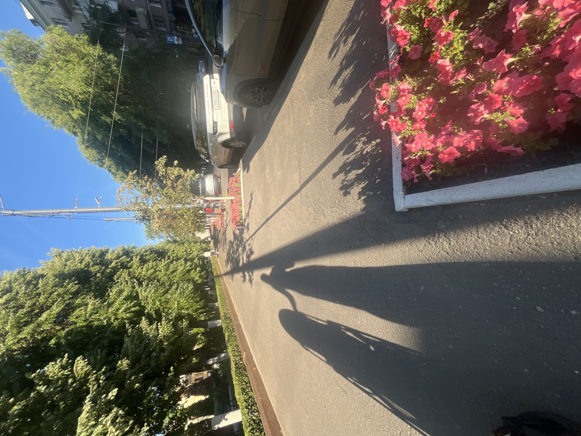 The image shows a sun-drenched street scene in Novaya Usman, Russia. A silver Range Rover is parked on the side of the road, partially visible. In the foreground, a planter filled with vibrant pink flowers adds a splash of color to the asphalt. Long shadows cast by trees and possibly a person on a bicycle stretch across the road, indicating it is late afternoon. The clear blue sky suggests fair weather. Lush green trees line the street, with buildings visible in the background. The license plate of the Range Rover, "O793OO 36", is legible. The overall impression is one of a peaceful, sunny day in a residential area.
