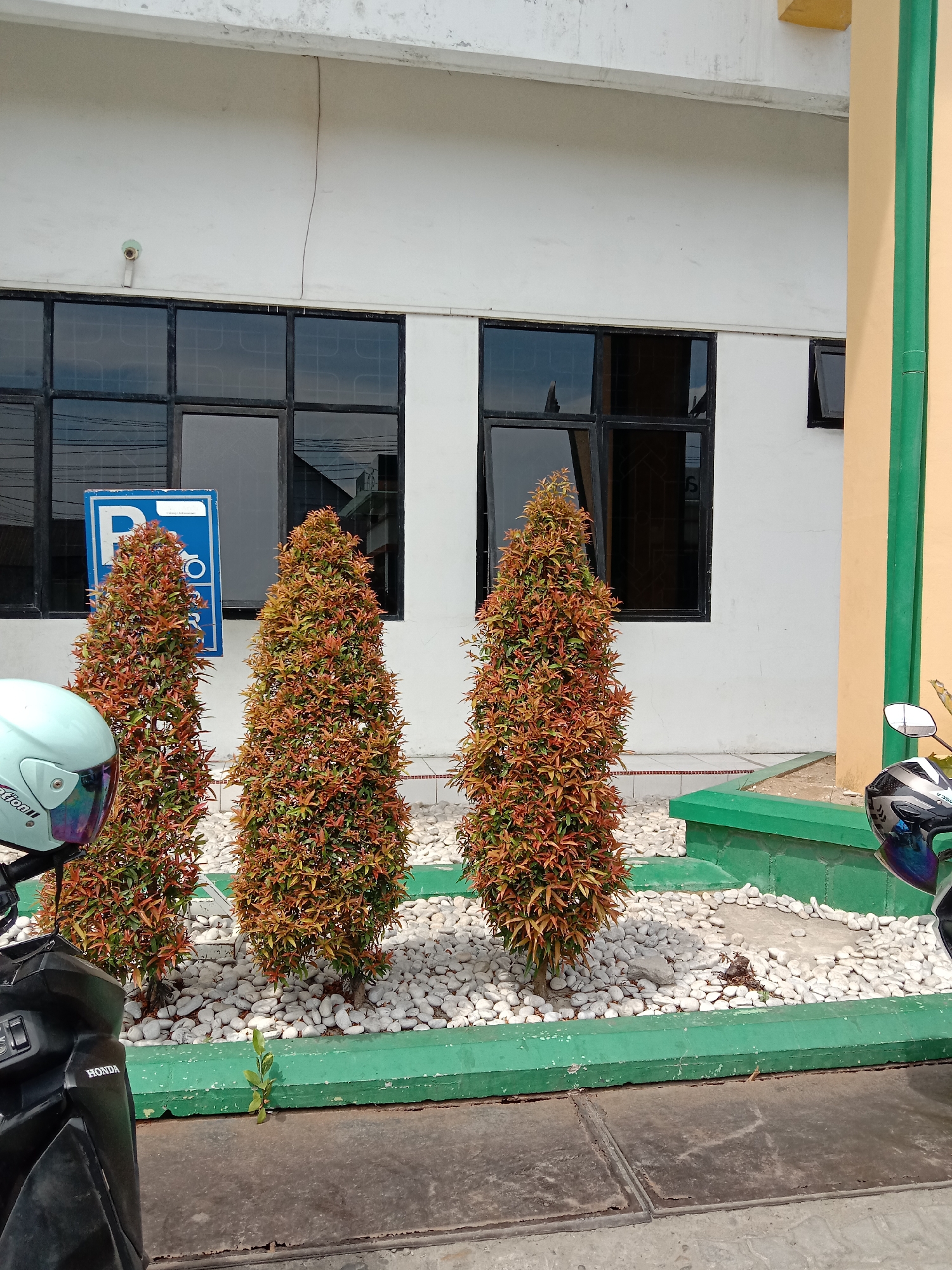 The image shows three cone-shaped plants, reddish-brown in color, planted in a bed of white stones with a green concrete border. Behind the plants is a white building with dark-framed windows. A blue parking sign is visible to the left of the plants. In the foreground, parts of two motorbikes, including a helmet, are visible. The photograph appears to be taken in Lhokseumawe, Indonesia, based on the style of the building and vehicles. A small green plant grows out of the pavement in front of the green concrete border. The building has a tan-colored section to the right with a green stripe.