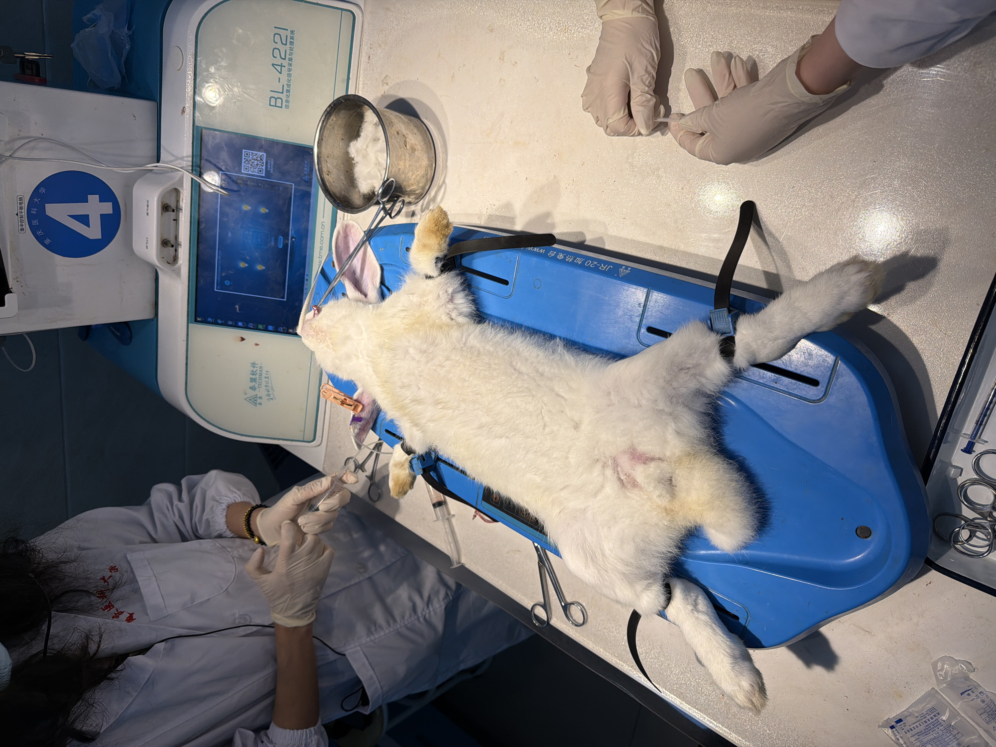 The image depicts a medical procedure being performed on a white rabbit lying on a blue platform. The animal is restrained with straps. Two individuals wearing surgical gloves are visible, one holding a needle or syringe. Surgical instruments are placed nearby. A medical device labeled "BL-4221" is present, with a screen displaying data. The number "4" and the words "重庆医科大学 Chongqing Medical University" are visible on the device. The words "重庆医科 Chongqing" are also seen on one of the medical professional's scrubs. Text on the platform reads "JR-20 加热免台 www.tme.com.cn" and "▲泰盟软件 -TECHMAN". Based on the location on the device and the Chongqing medical university writing on one of the medical professional's scrubs, the location of this operation is in Chongqing High-tech Zone, China.