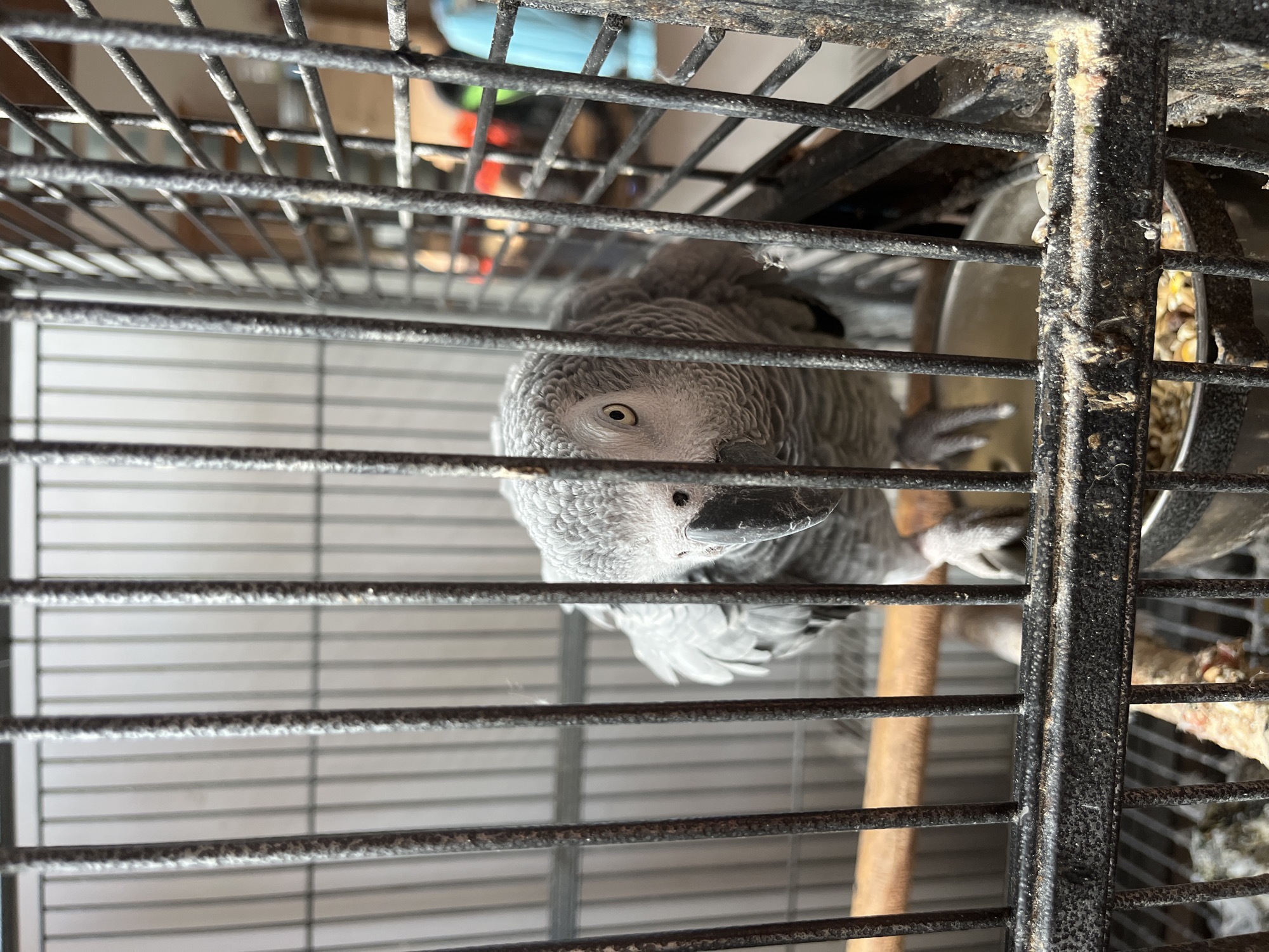 An eye-level shot captures a grey parrot, likely an African Grey Parrot, peering directly out from inside a metal cage. The bird's head and upper body are clearly visible, with its yellow eye fixed on the viewer. Its black beak is also prominent.
The parrot is enclosed within dark, possibly black or heavily soiled, metal cage bars that run horizontally and vertically, dominating the foreground and midground of the image. Some of the bars show signs of wear or dirt, with specks and debris accumulated on them. Inside the cage, a wooden perch is visible towards the bottom, and two metallic bowls, one appearing to hold food or water, are situated on the right side.
The background, seen through the cage bars, is out of focus but suggests an indoor setting. A light blue object is partially visible in the upper left, and a grid-like pattern, possibly a wall or another structure, can be discerned behind the cage. The lighting indicates a daytime environment, possibly indoors with indirect natural light or artificial light. No specific activity beyond the parrot observing its surroundings is depicted. There is no visible text.